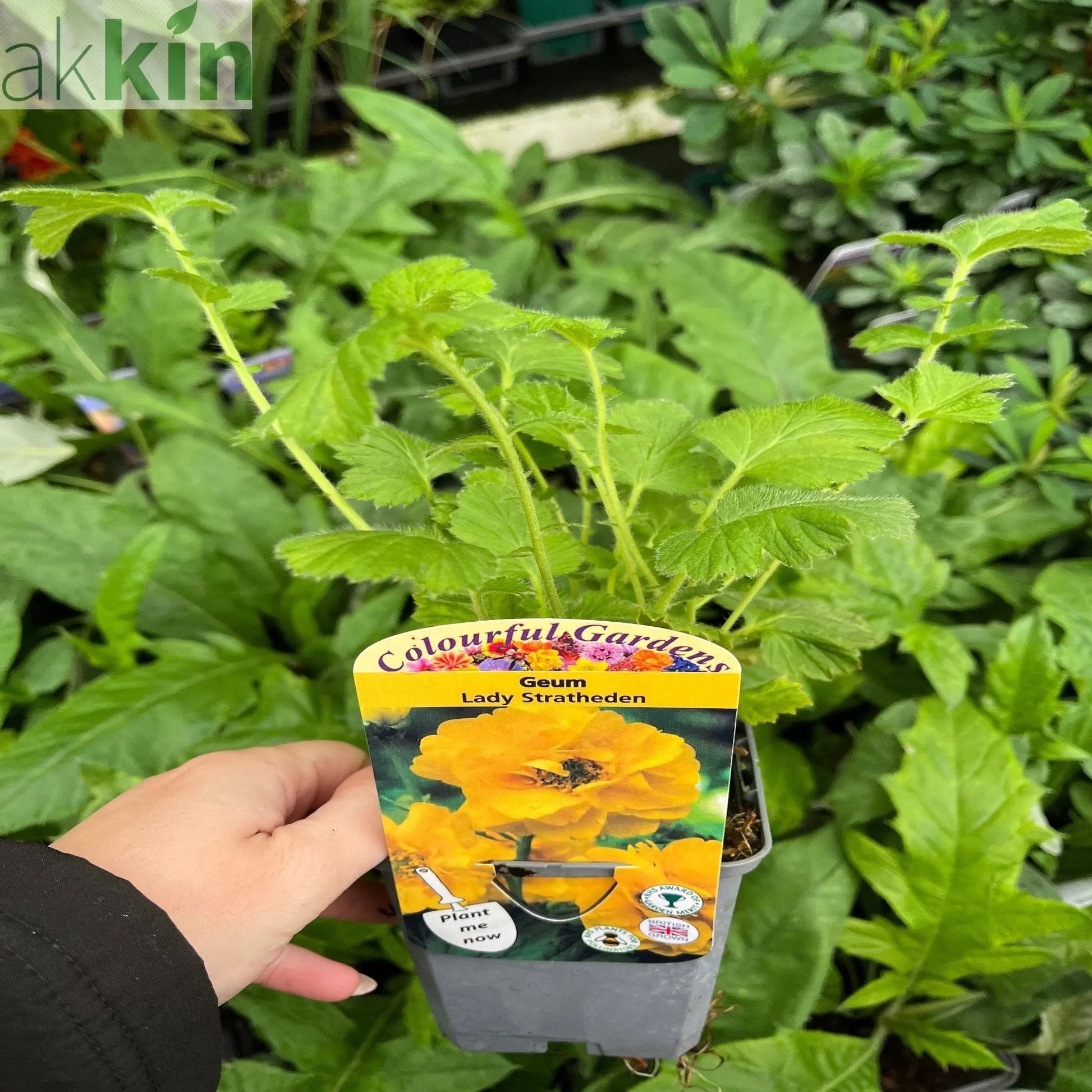 Geum 'Lady Stratheden' (Various Sizes Available) One Click Plants