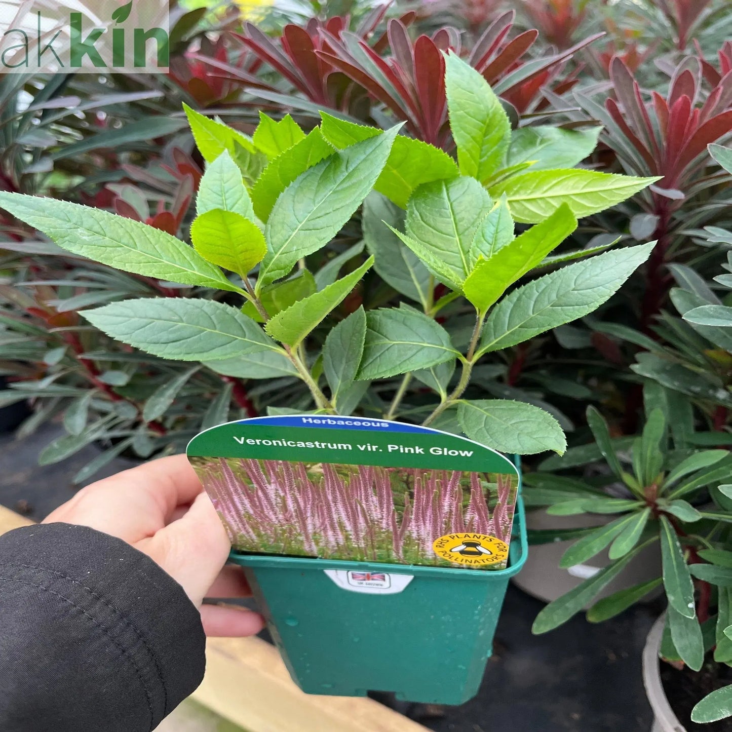 Veronica - Pink Glow 9cm One Click Plants