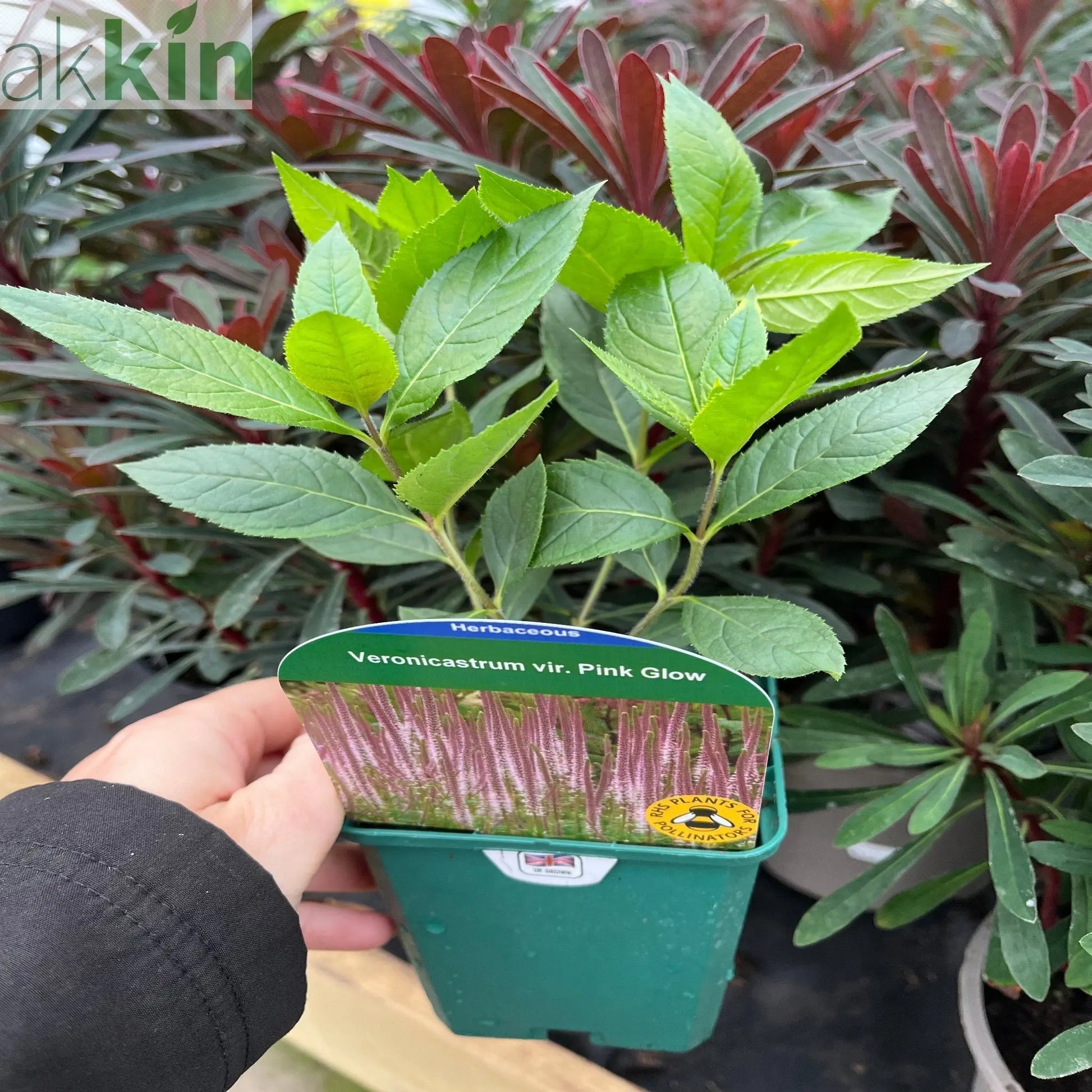 Veronica - Pink Glow 9cm One Click Plants