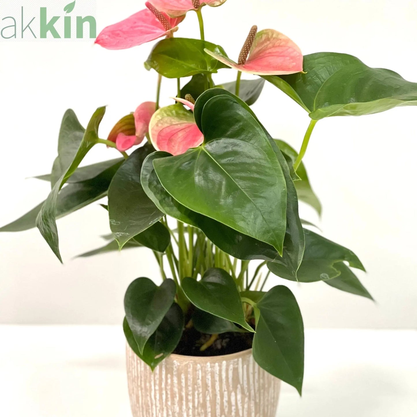Anthurium - Candy Floss Pink One Click Plants