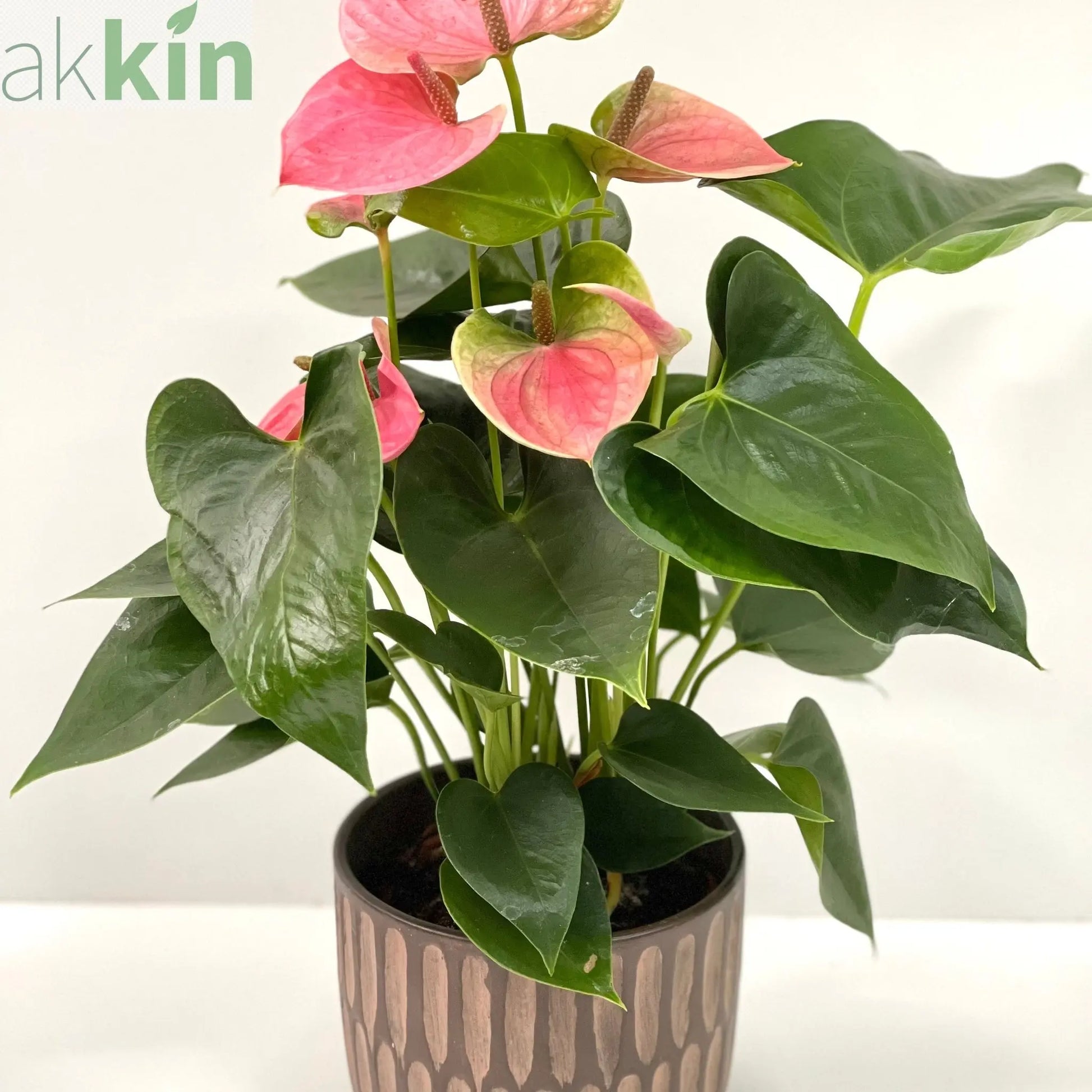 Anthurium - Candy Floss Pink One Click Plants