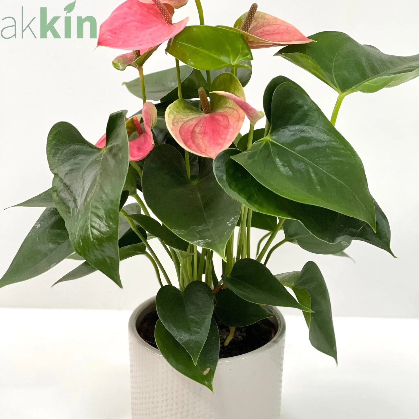 Anthurium - Candy Floss Pink One Click Plants
