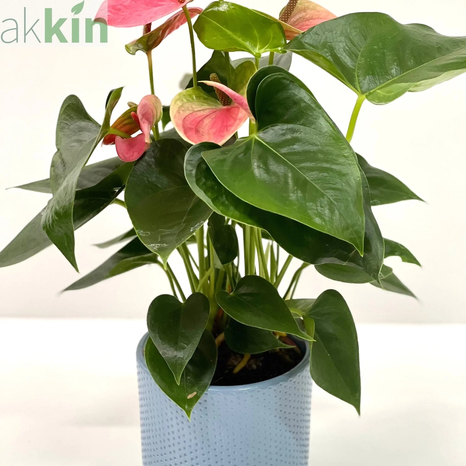 Anthurium - Candy Floss Pink One Click Plants