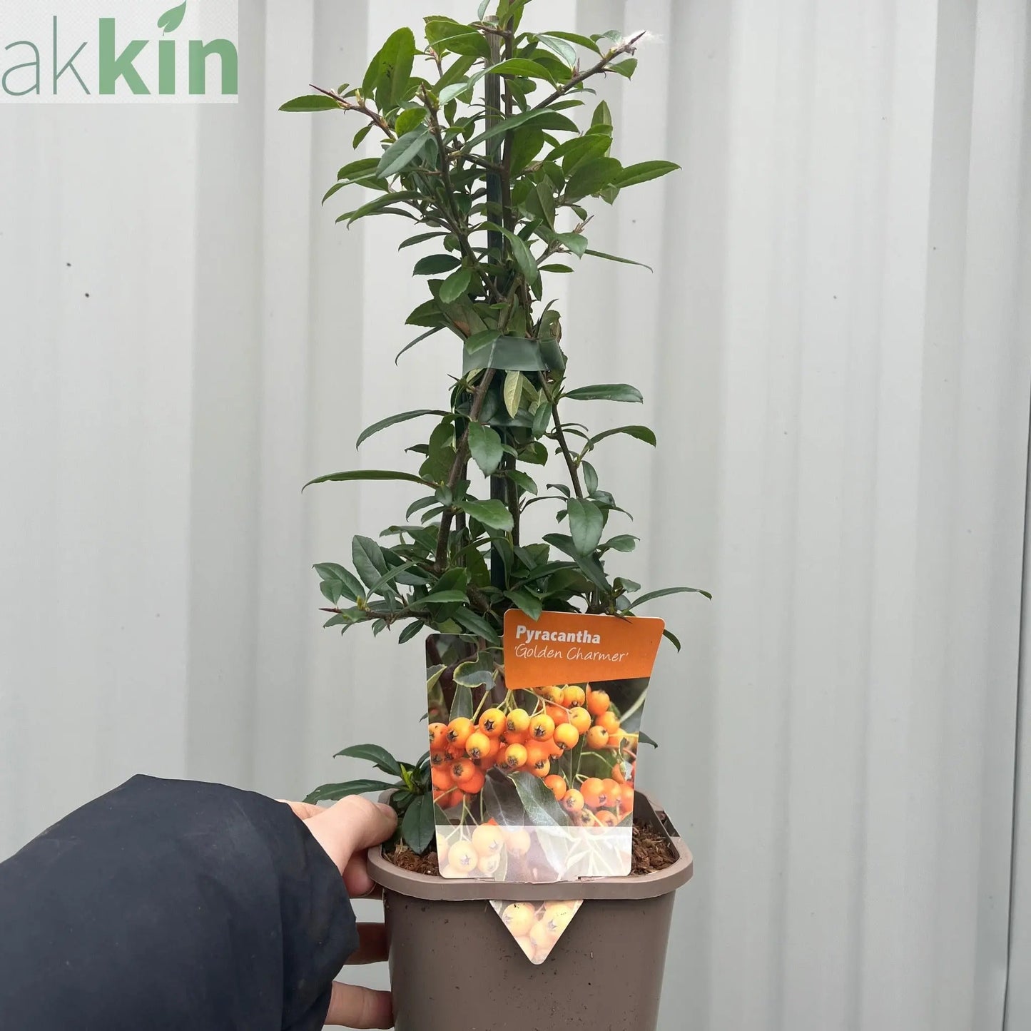 Pyracantha coccinea 'Golden Charmer' 1L One Click Plants