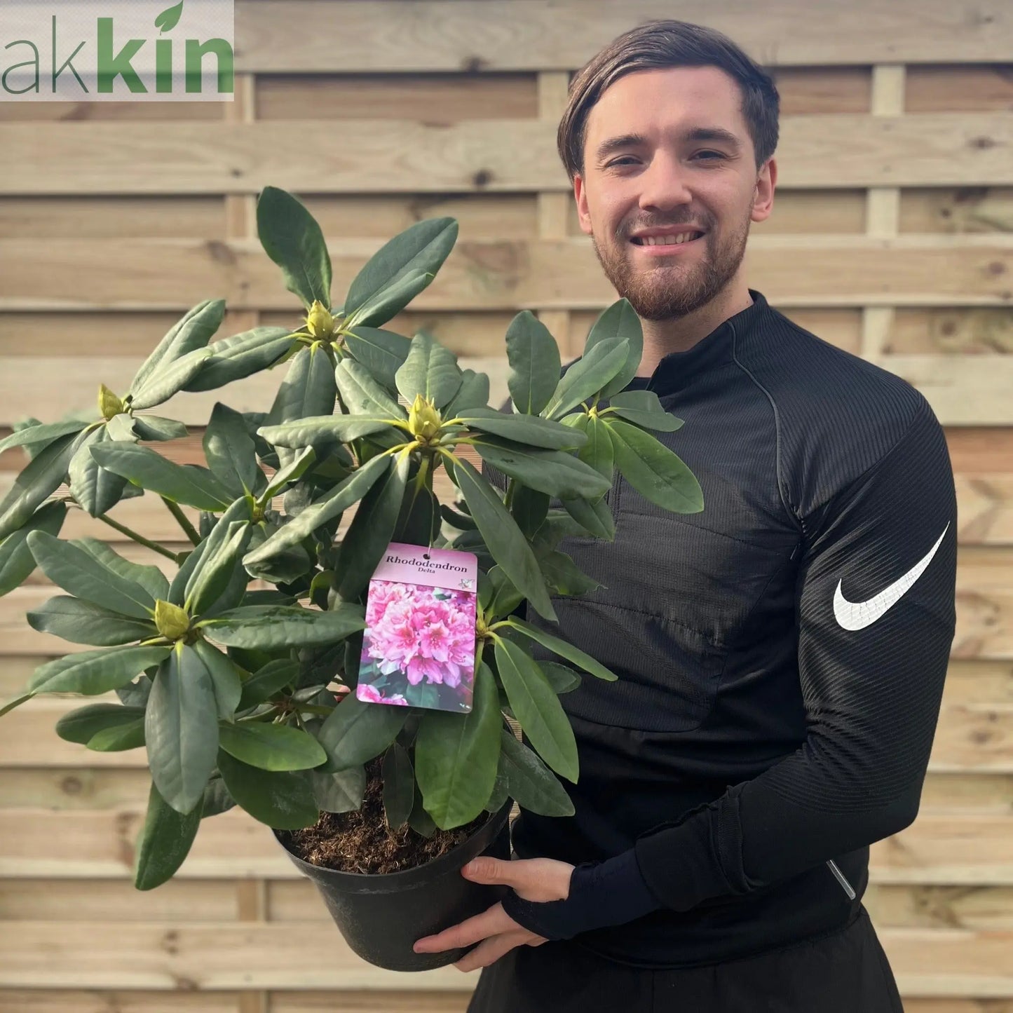 Rhododendron Delta 2L / 5L One Click Plants