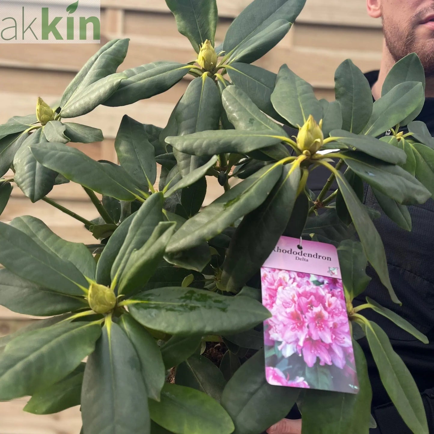 Rhododendron Delta 2L / 5L One Click Plants