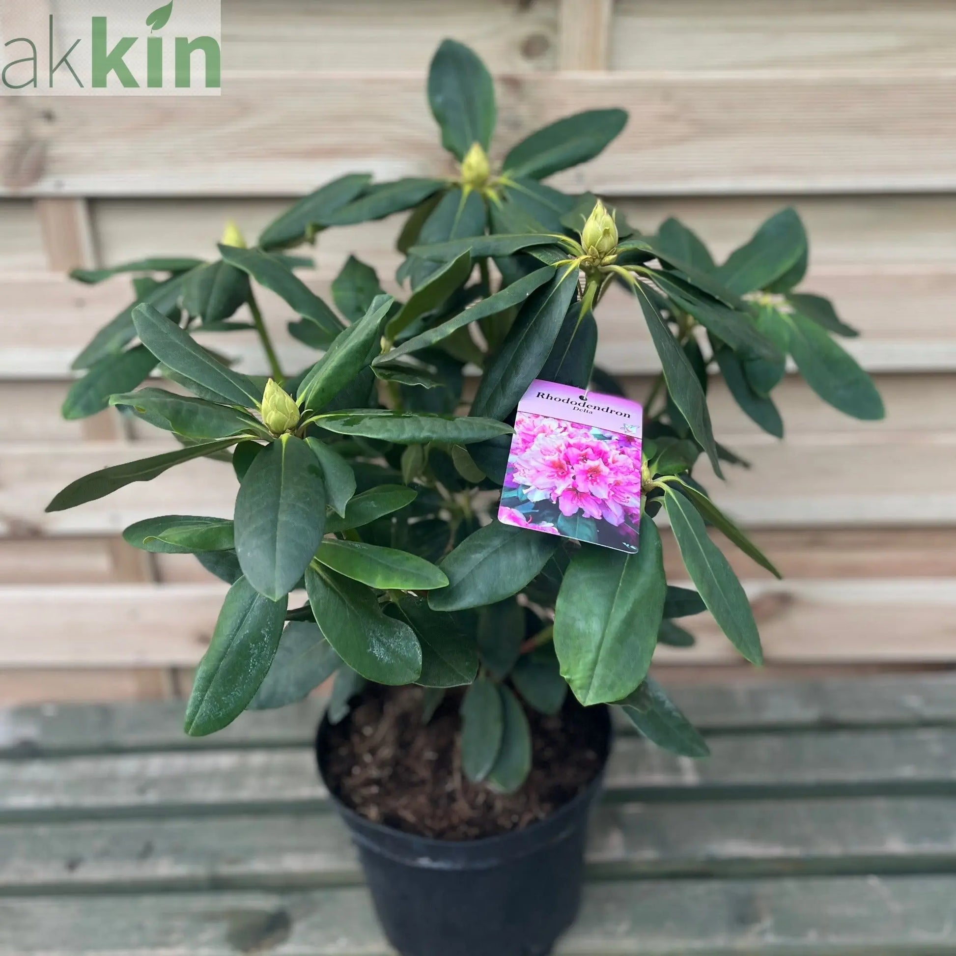 Rhododendron Delta 2L / 5L One Click Plants