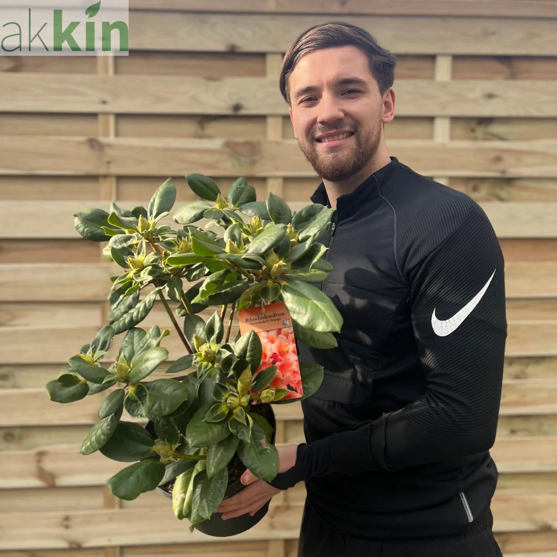 Rhododendron 'Tortoischell Orange' 5L One Click Plants