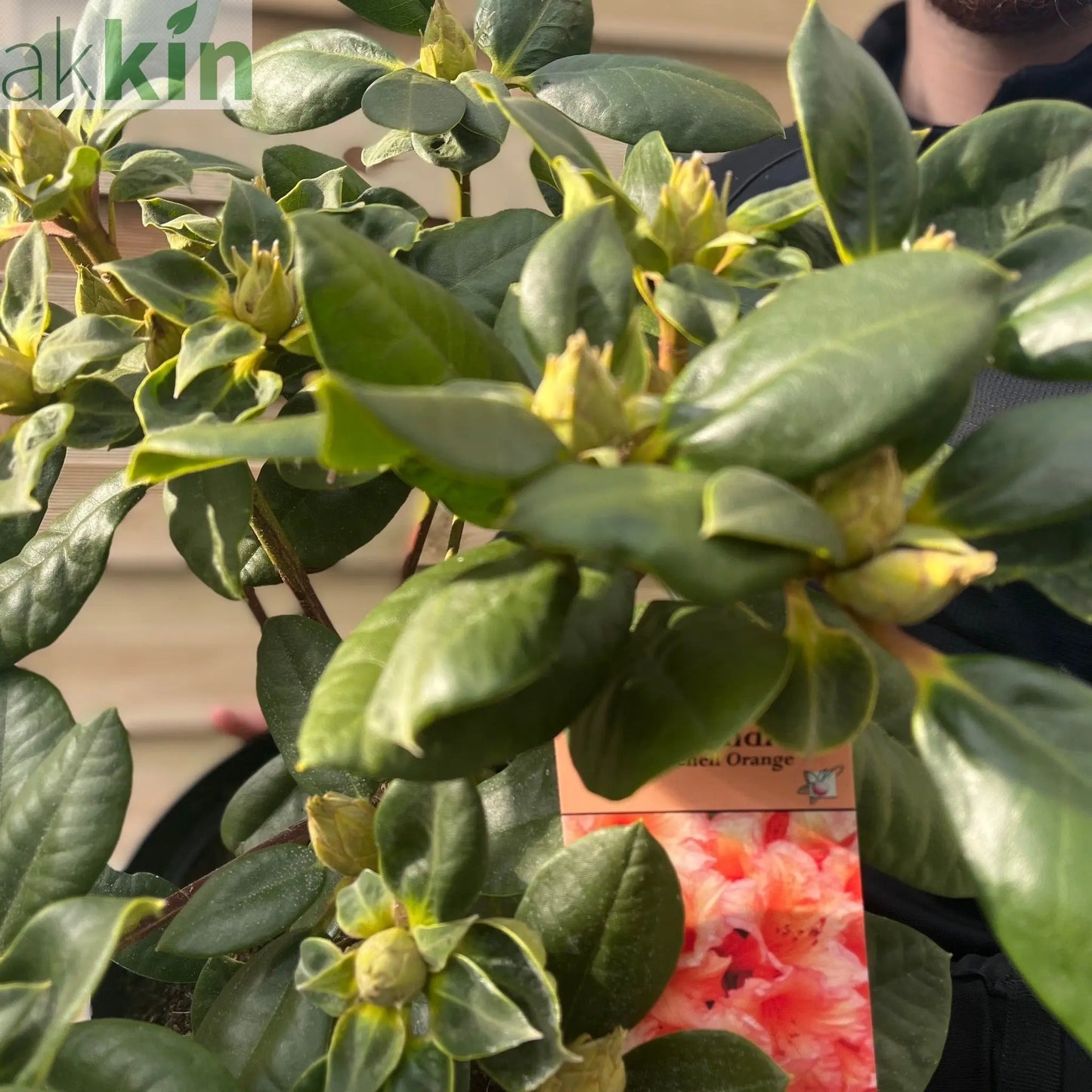 Rhododendron 'Tortoischell Orange' 5L One Click Plants