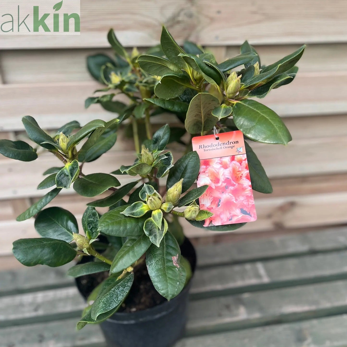 Rhododendron 'Tortoischell Orange' 5L One Click Plants