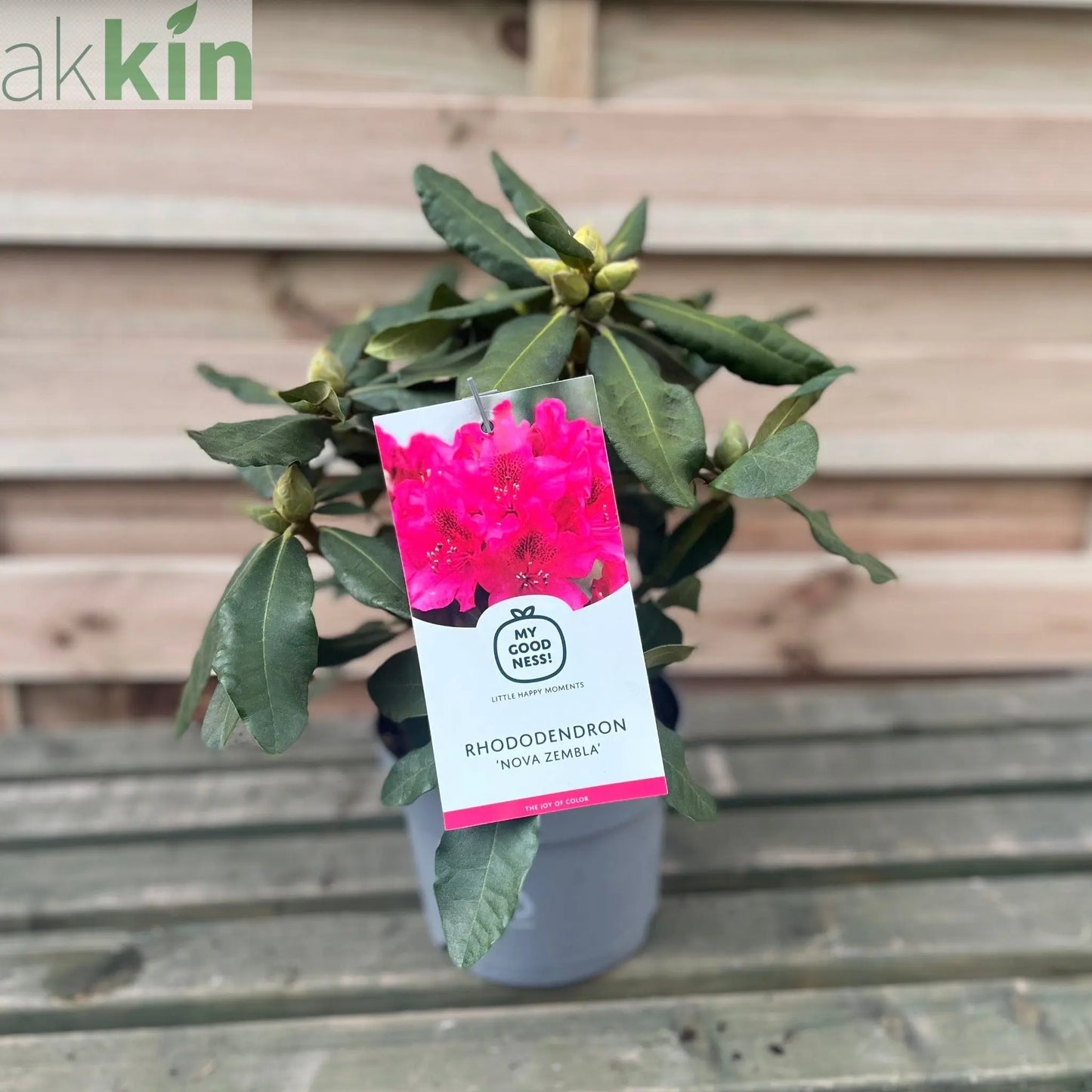 Rhododendron 'Nova Zembla' 2L / 5L One Click Plants