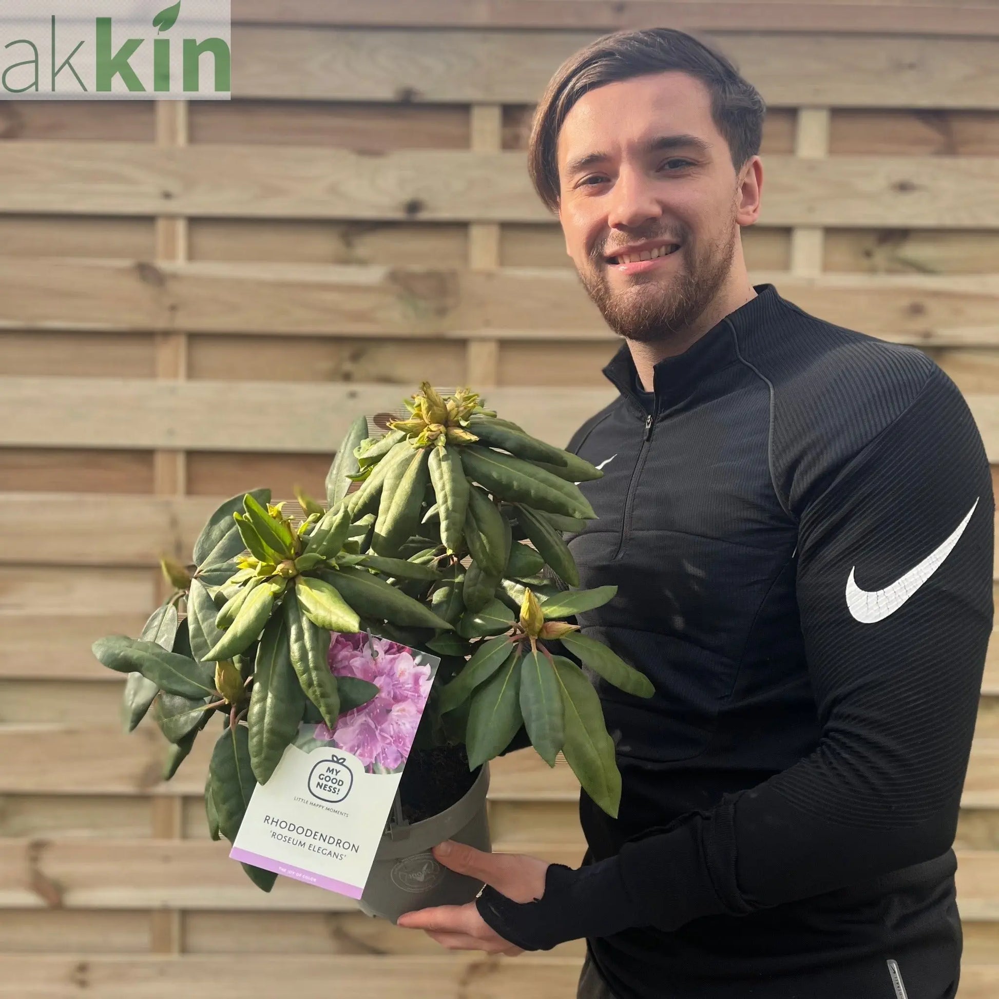 Rhododendron Delta 2L / 5L One Click Plants