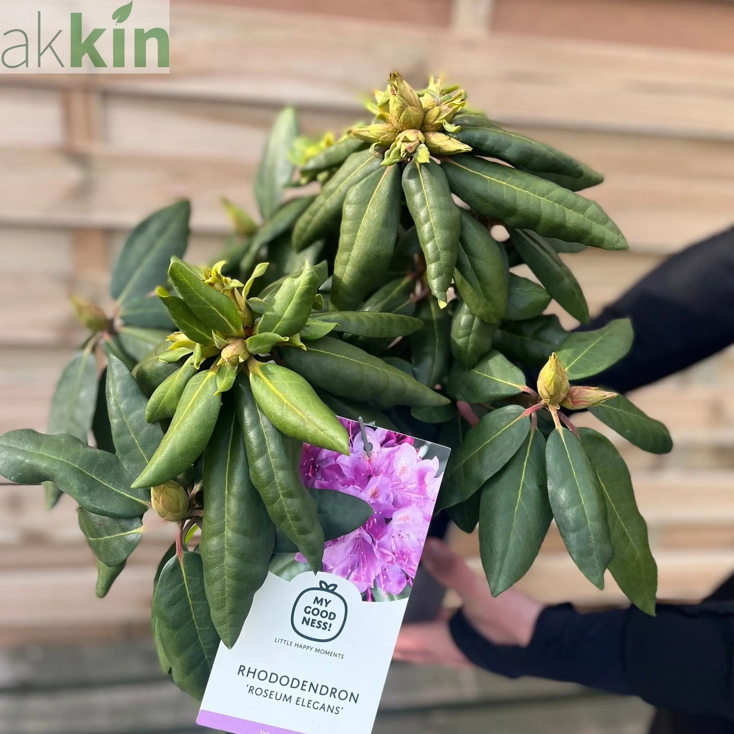Rhododendron Delta 2L / 5L One Click Plants