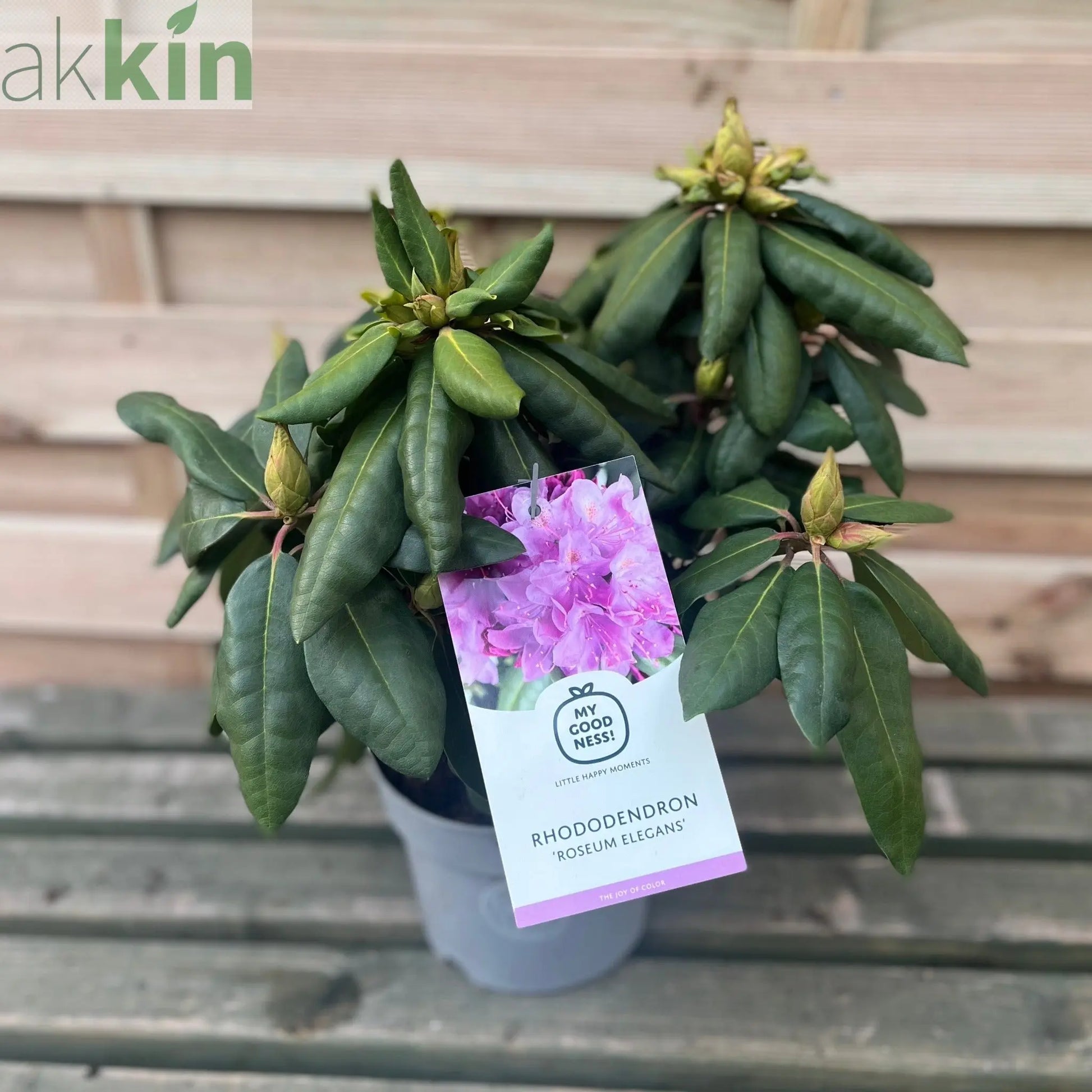 Rhododendron Delta 2L / 5L One Click Plants