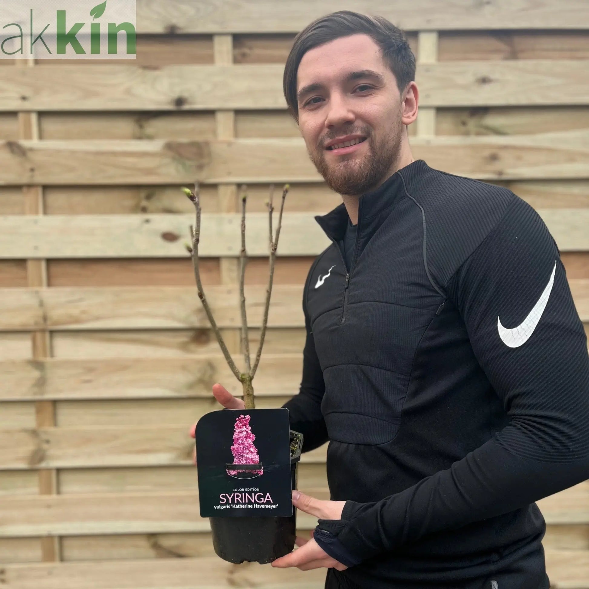 Syringa vulgaris 'Katherine Havemeyer' (Lilac) 2L One Click Plants