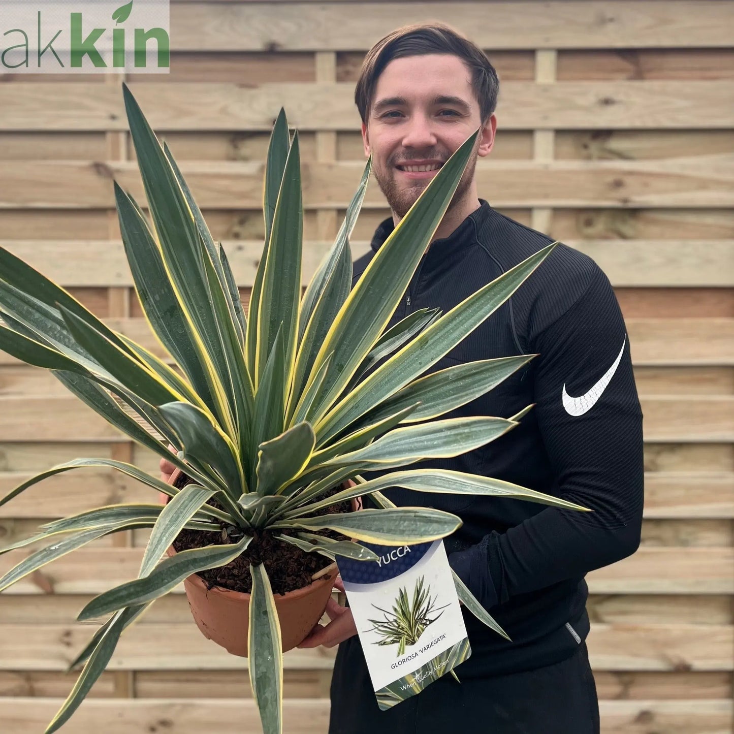 Yucca 'Gloriosa' Variegata 9cm / 3L / 7.5L One Click Plants