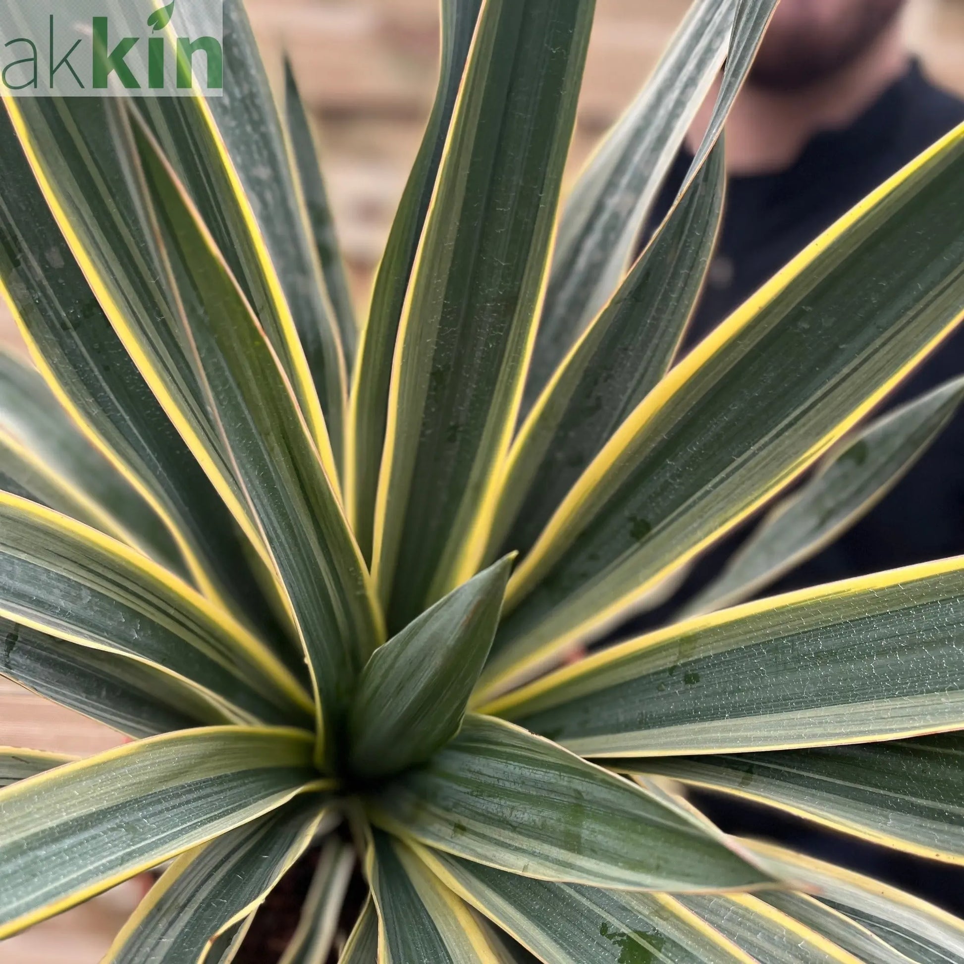 Yucca 'Gloriosa' Variegata 9cm / 3L / 7.5L One Click Plants