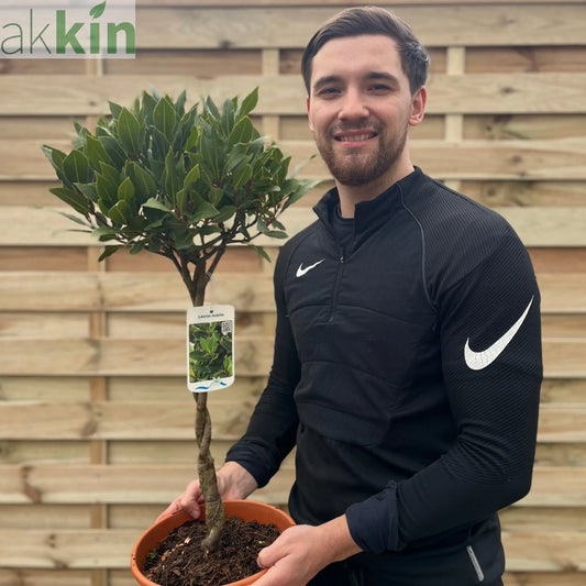 Braided Stem Standard Bay Tree | Laurus nobilis |5L -  75-85cm One Click Plants
