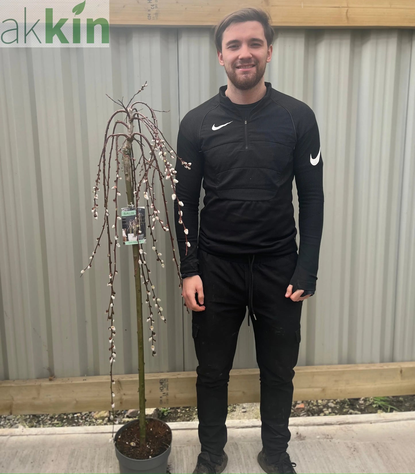 Salix 'Kilmarnock' Weeping Willow Standard 120-150cm One Click Plants