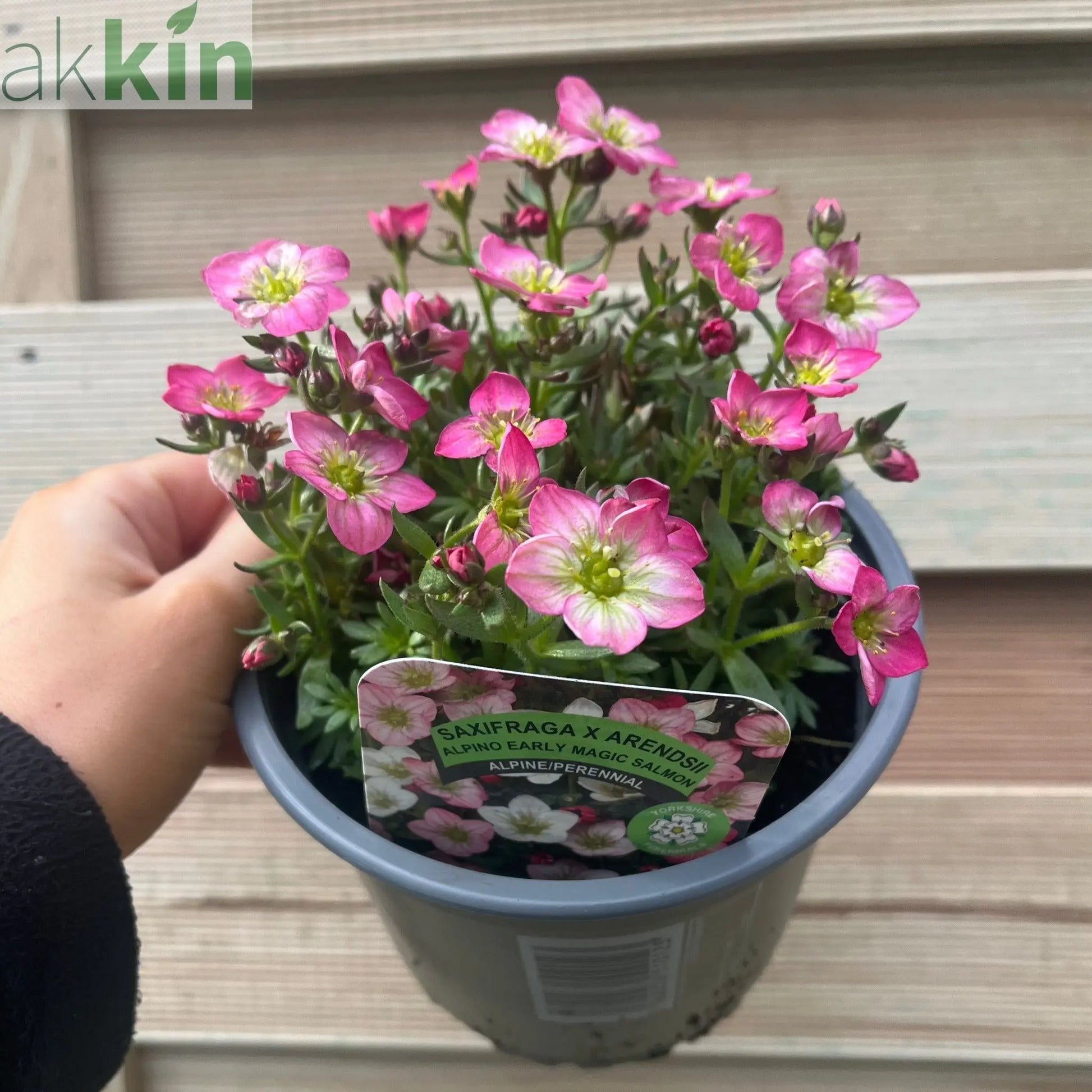 Saxifraga x Arendsii 'Early Magic Salmon' 1.5L One Click Plants