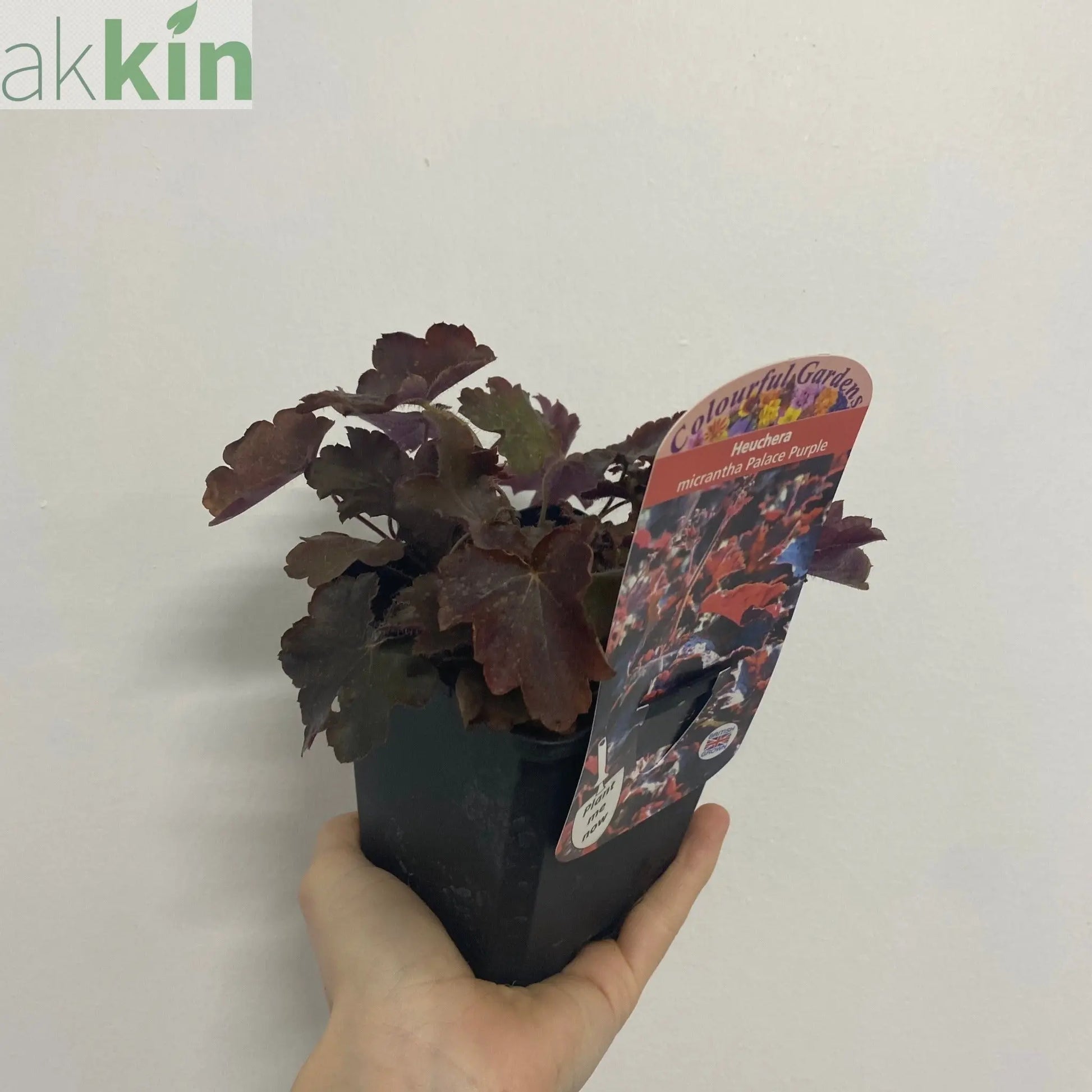 Heuchera micrantha Palace Purple 9cm One Click Plants