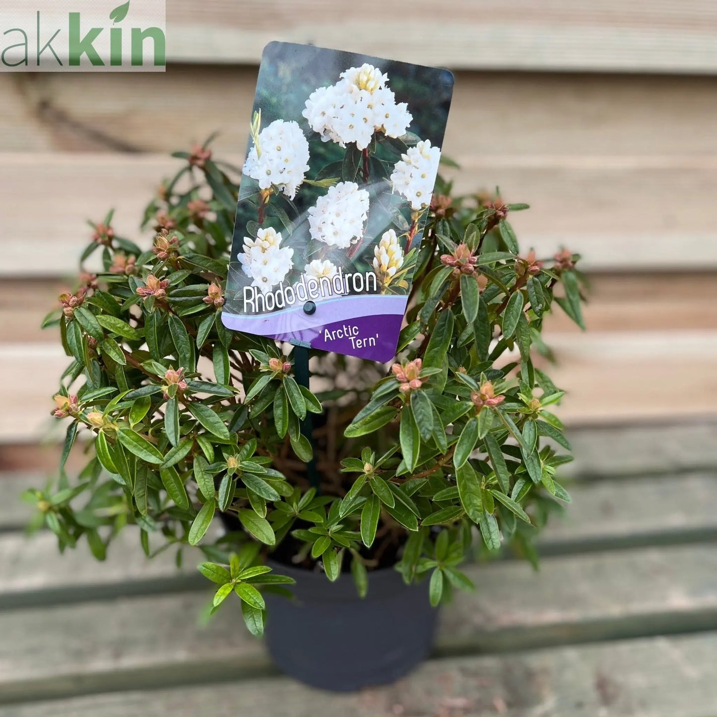 Rhododendron Dwarf White ‘Arctic Tern’ 2L One Click Plants