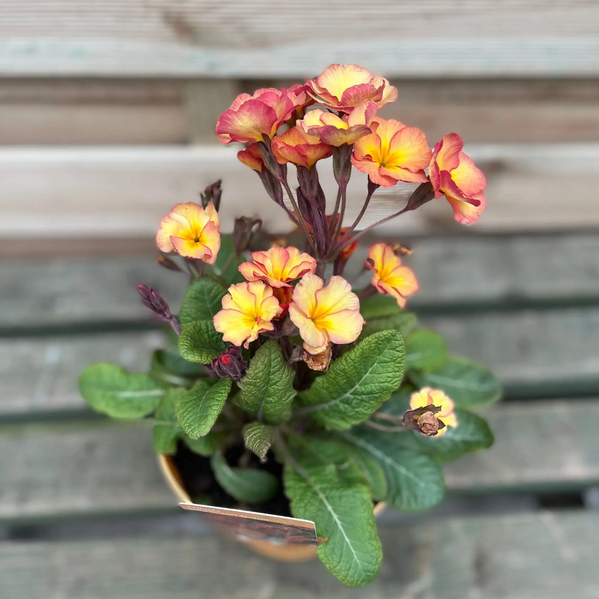 Primula 'Golden Nugget' 2L One Click Plants