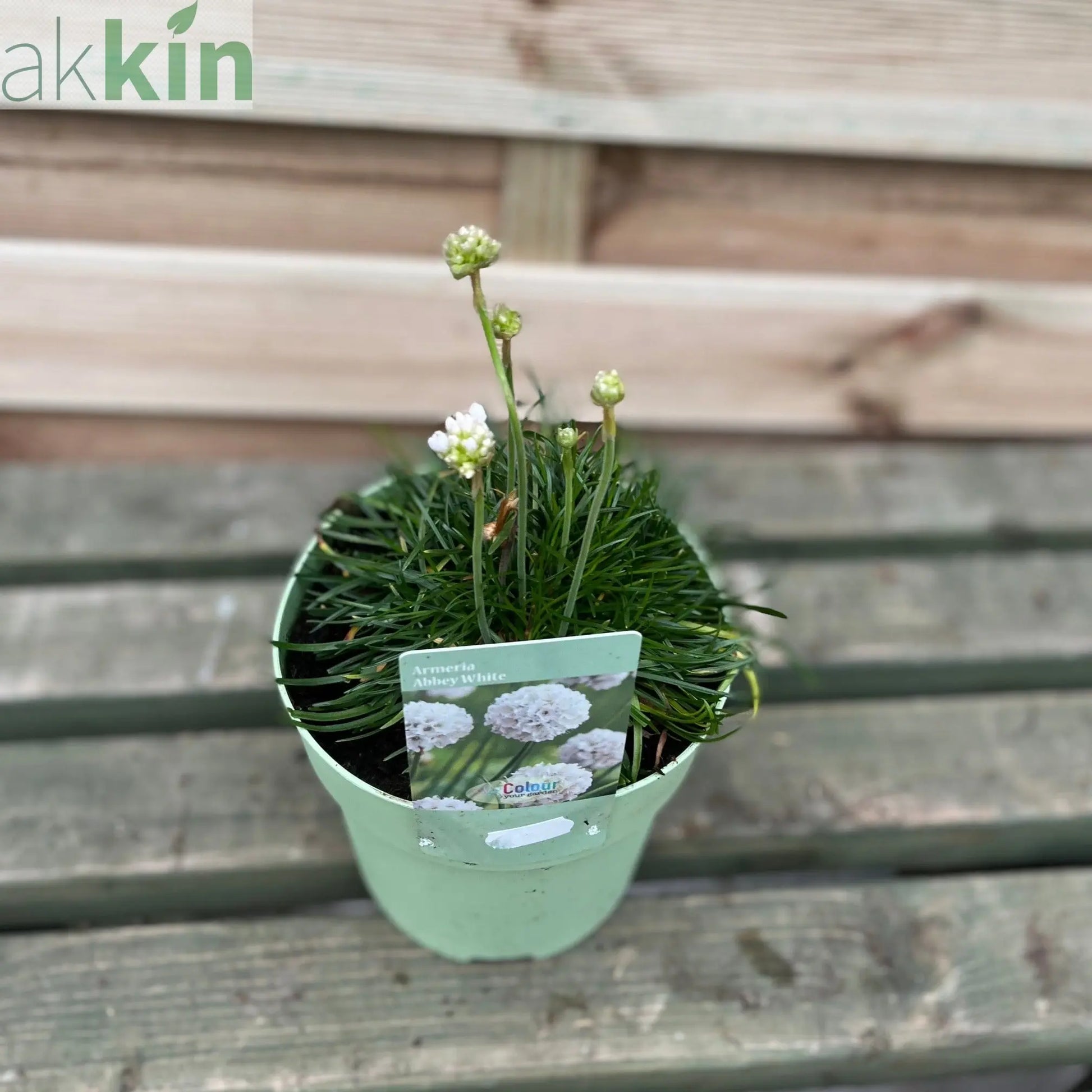 Armeria pseudarmeria White 9cm / 3L One Click Plants