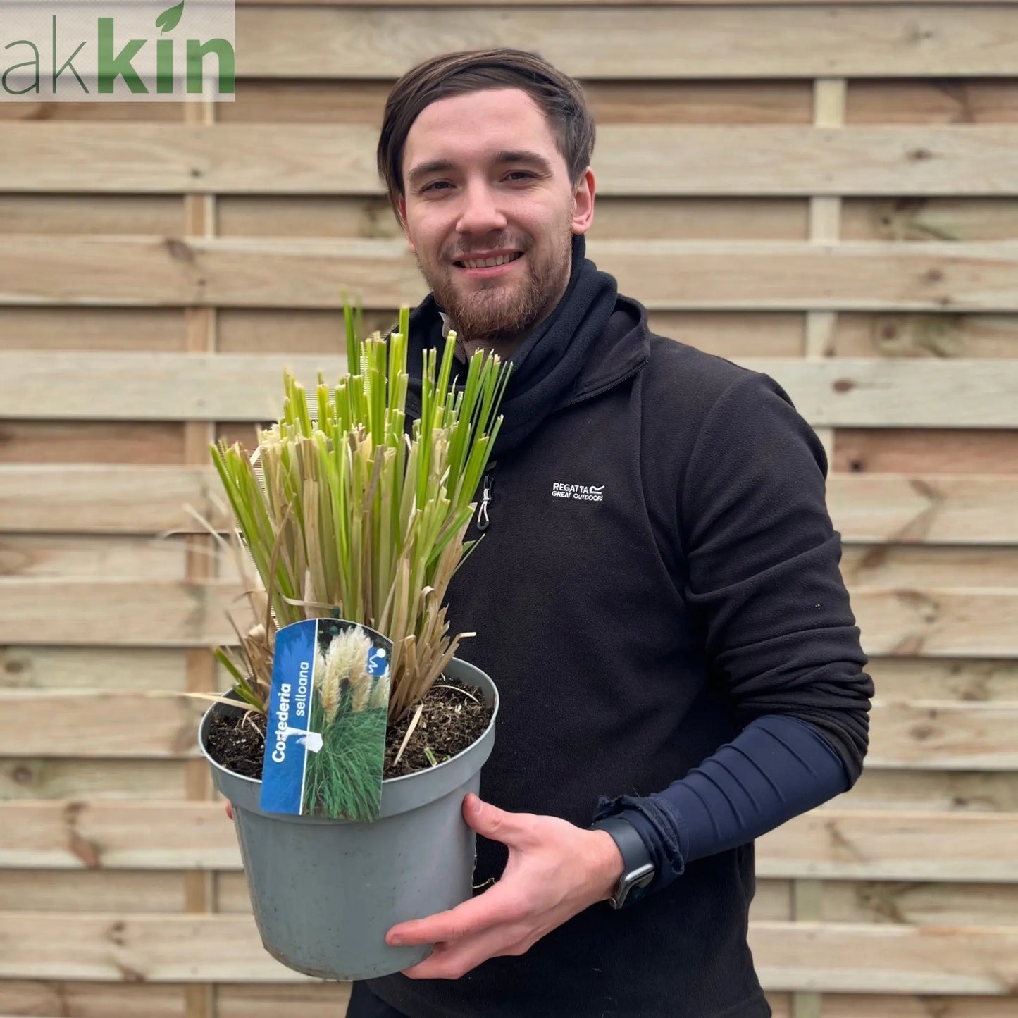 Pampas Grass - Cortaderia selloana Pumila 2L/5L One Click Plants