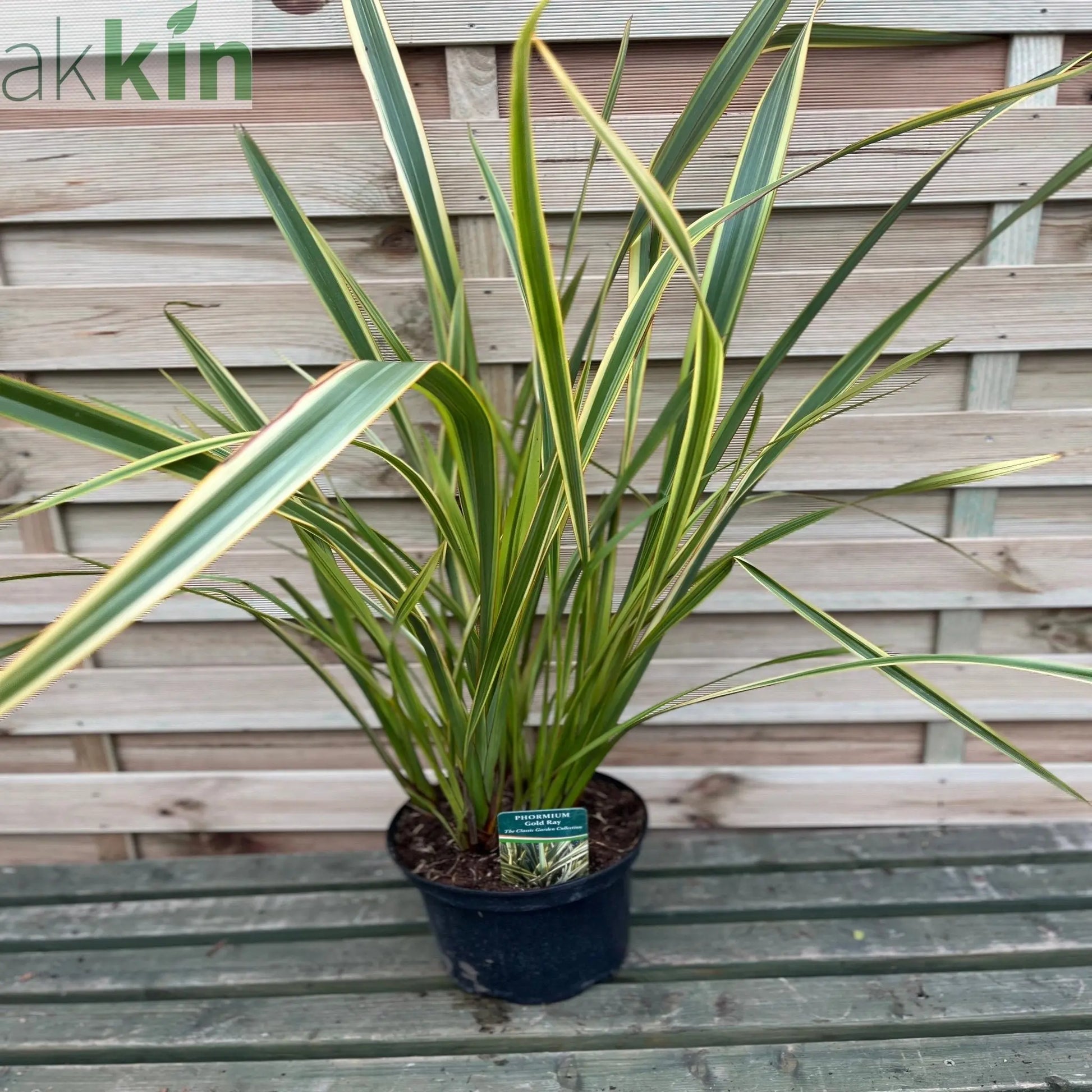 Phormium 'Gold Ray' 9cm / 2L One Click Plants