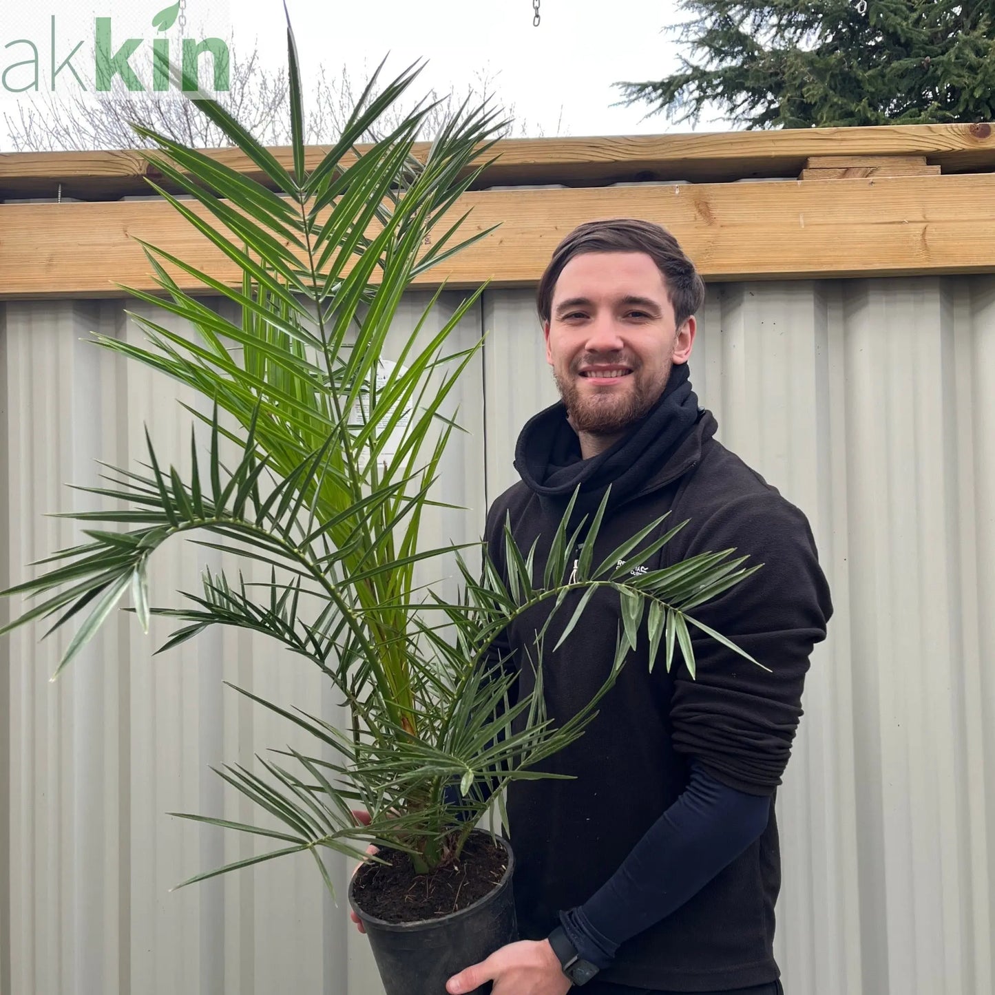 Phoenix Palm | Phoenix canariensis 'Canary Island Date Palm' 60-70cm / 70-80cm One Click Plants
