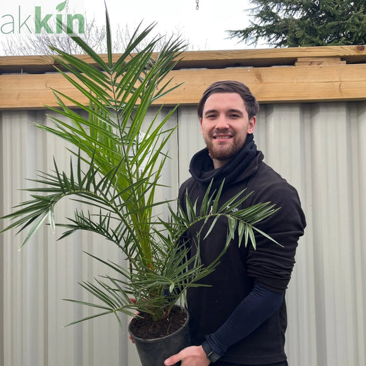 Phoenix Palm | Phoenix canariensis 'Canary Island Date Palm' 60-70cm / 70-80cm One Click Plants
