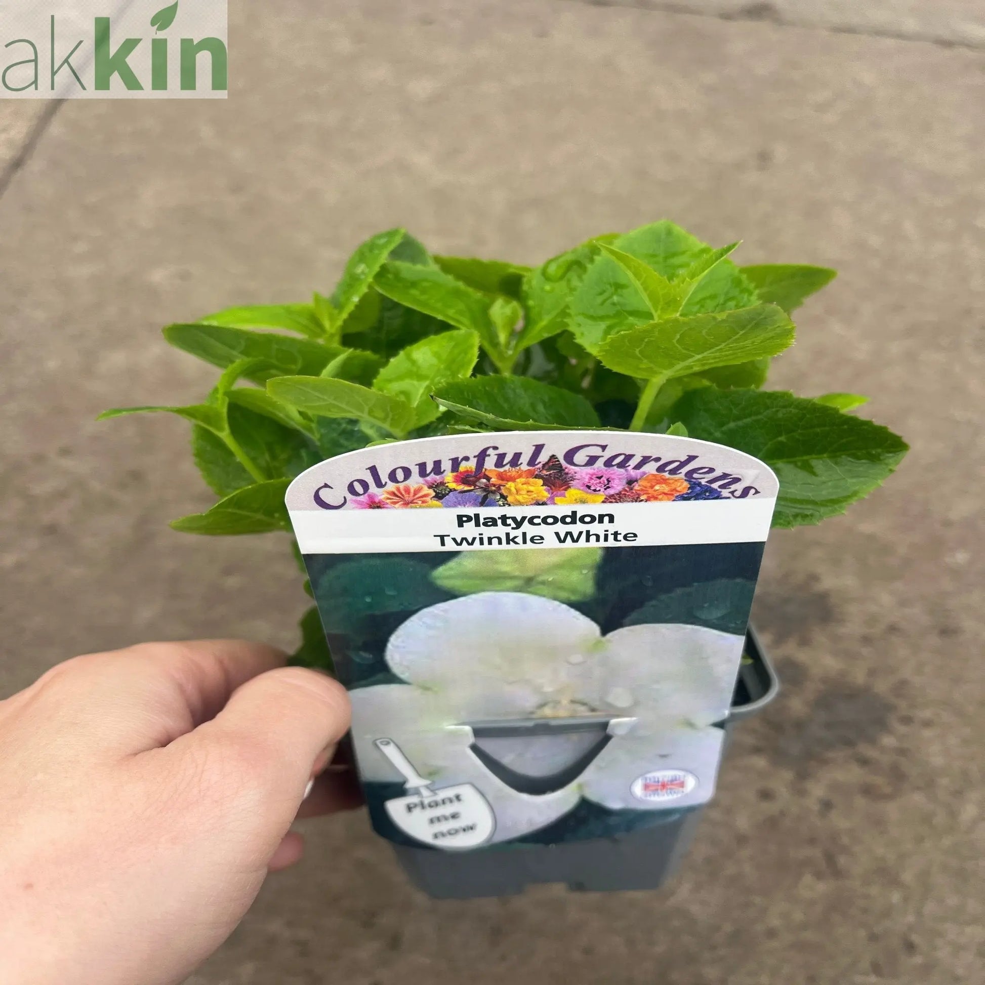 Platycodon White 9cm One Click Plants