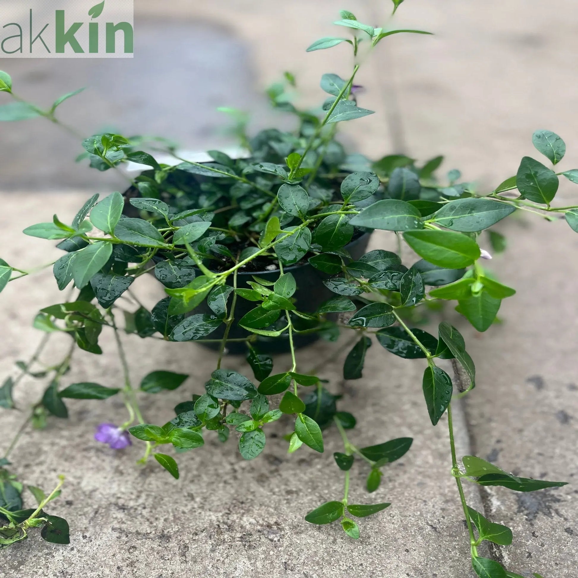 Vinca minor atropurpureum Purple (Periwinkle) 9cm / 2L One Click Plants