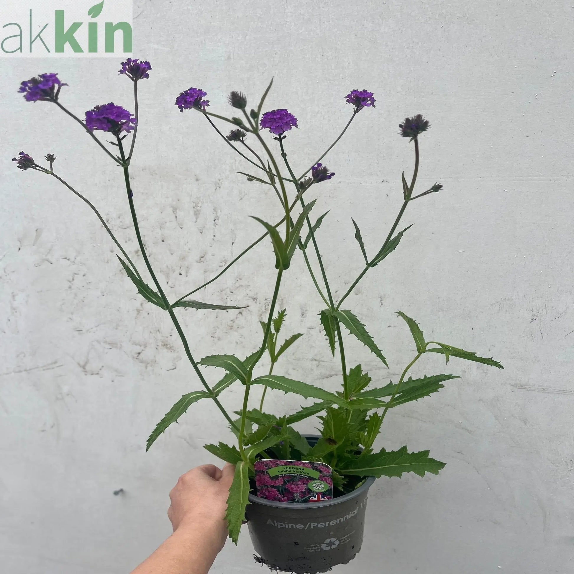 Verbena 'Rigida' 9cm/1.5L/2L One Click Plants