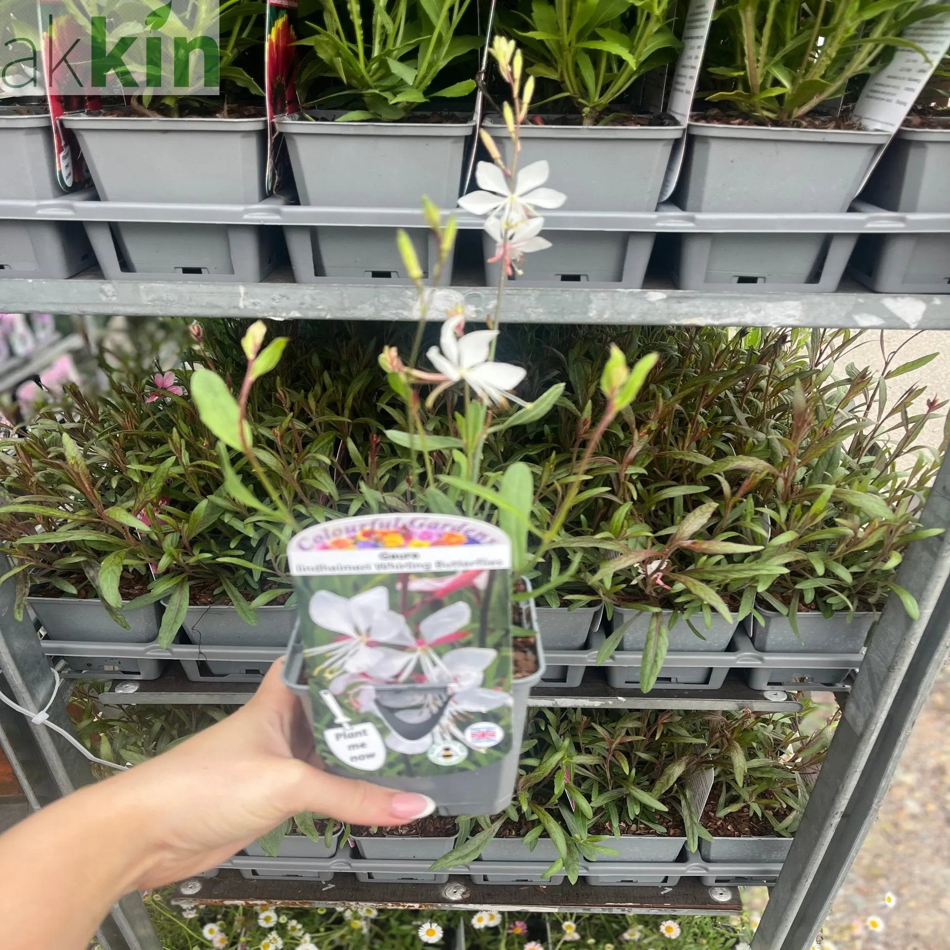 Gaura 'Whirling Butterflies' 9cm/2L One Click Plants