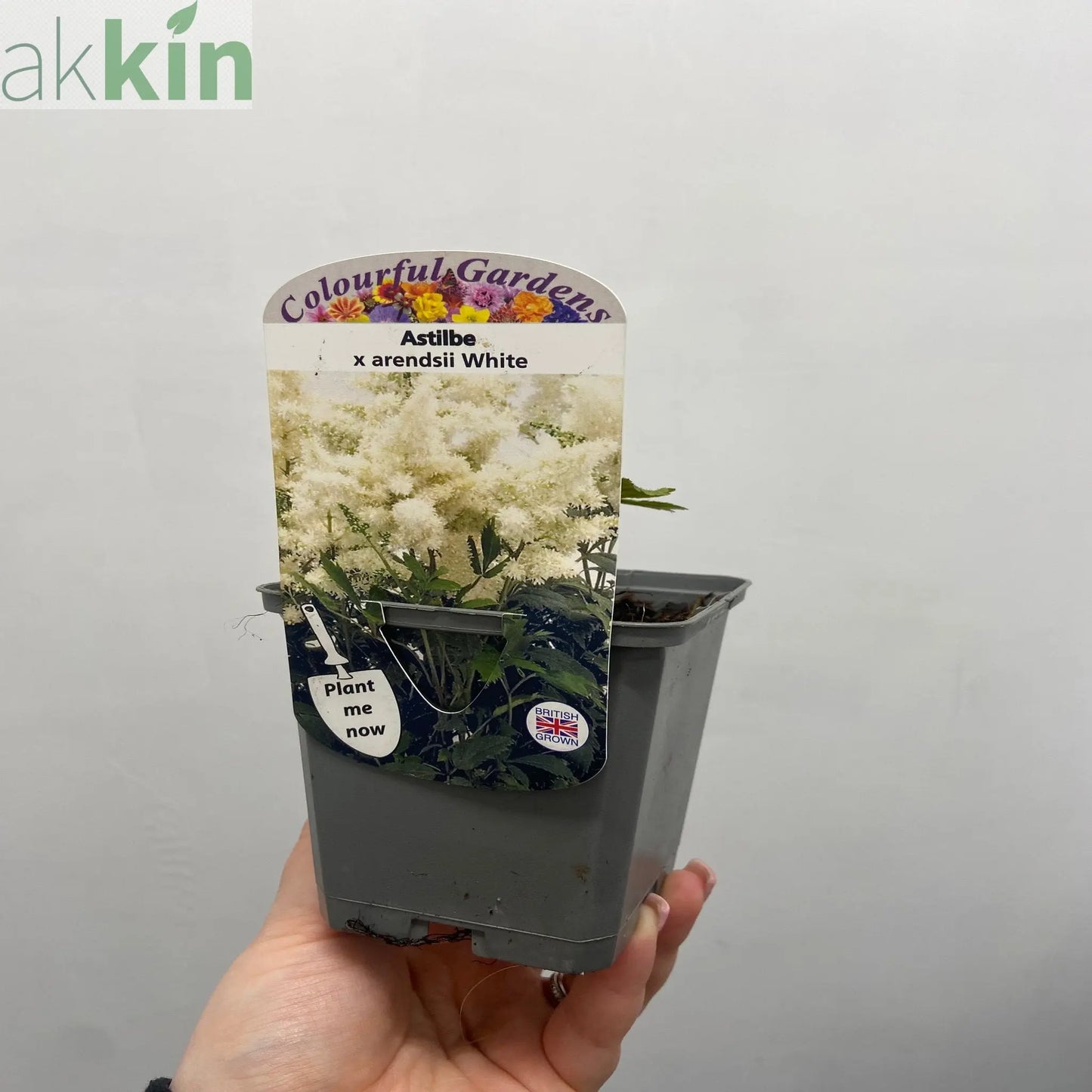Astilbe  arendsii White 9cm/2L One Click Plants