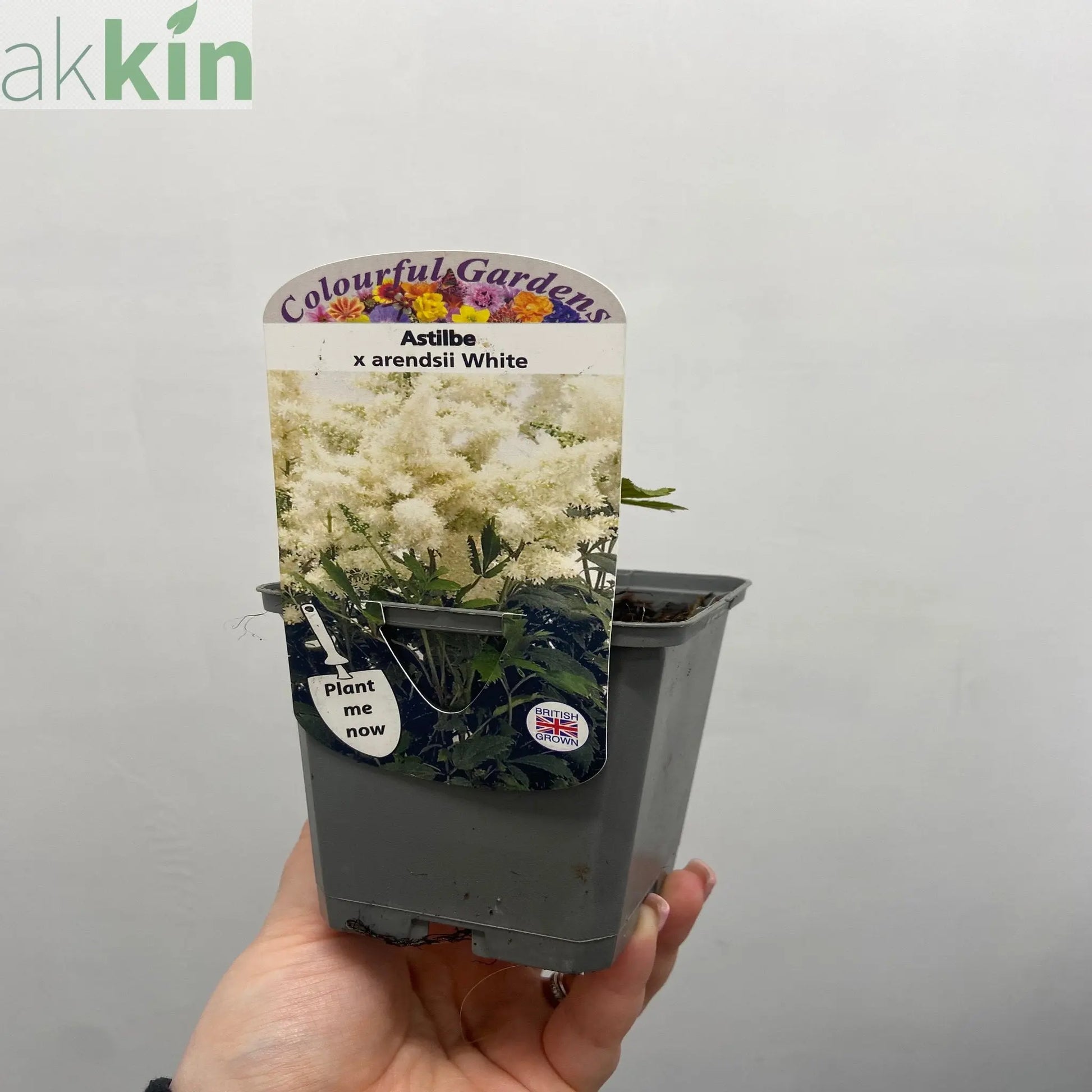 Astilbe  arendsii White 9cm/2L One Click Plants