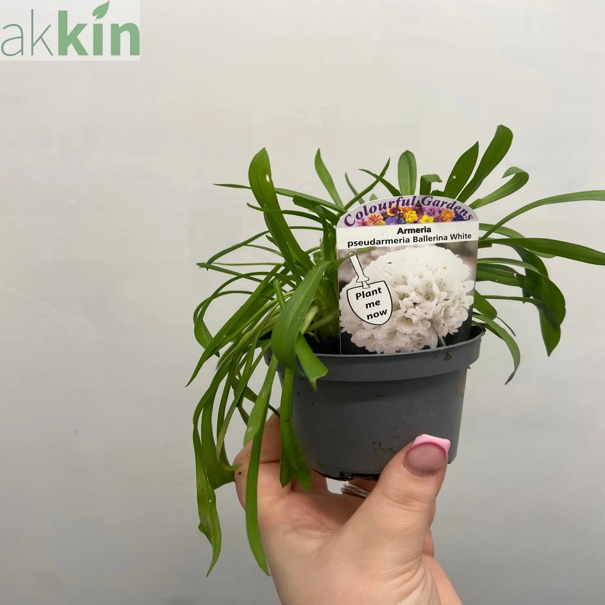 Armeria pseudarmeria White 9cm / 3L One Click Plants
