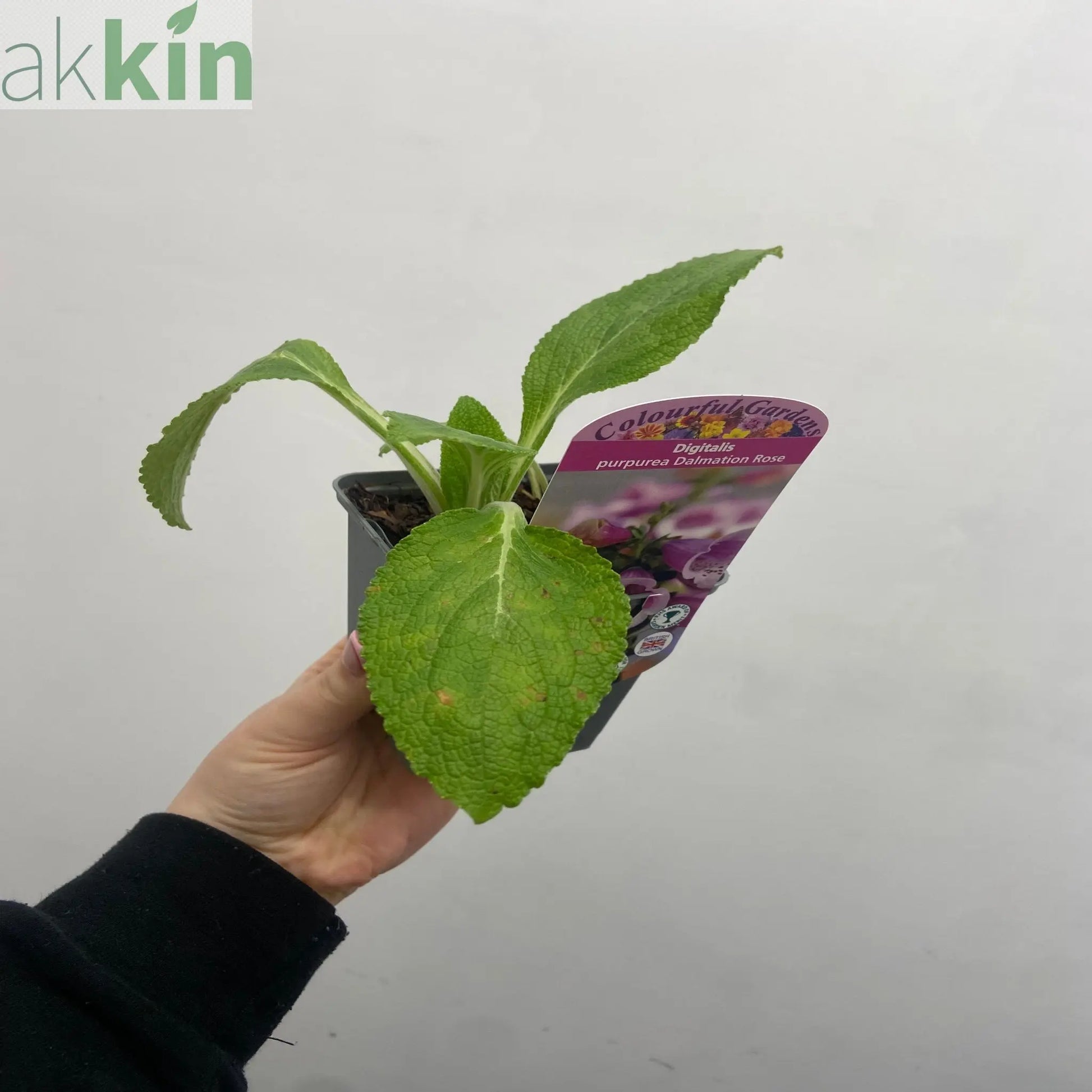 Digitalis purpurea 'Dalmation Rose' 9cm/1.5L/3L One Click Plants
