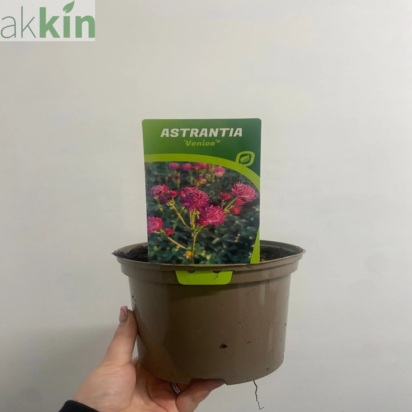 Astrantia major 'Venice' 2L One Click Plants