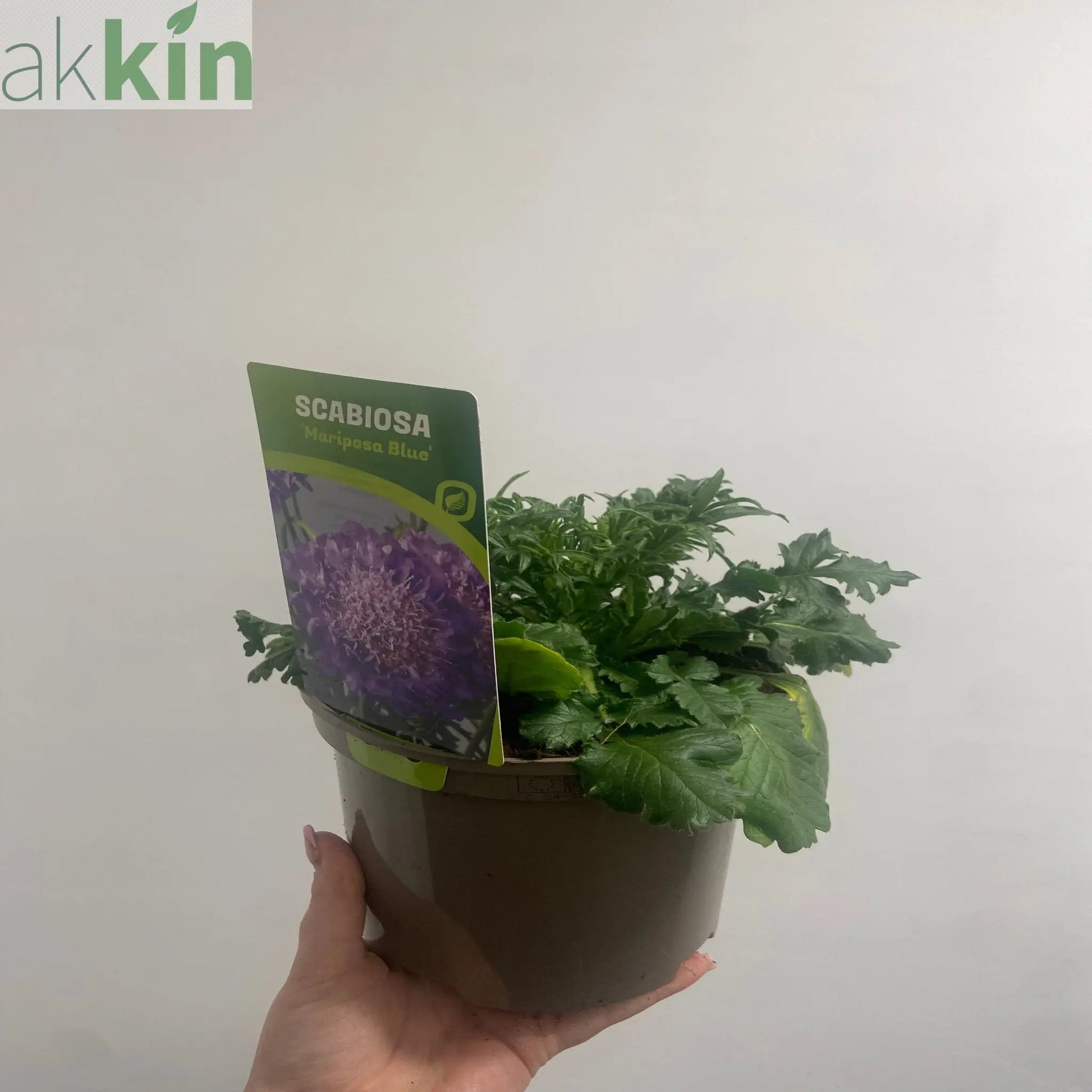 Scabious Butterfly Blue 9cm/2L One Click Plants