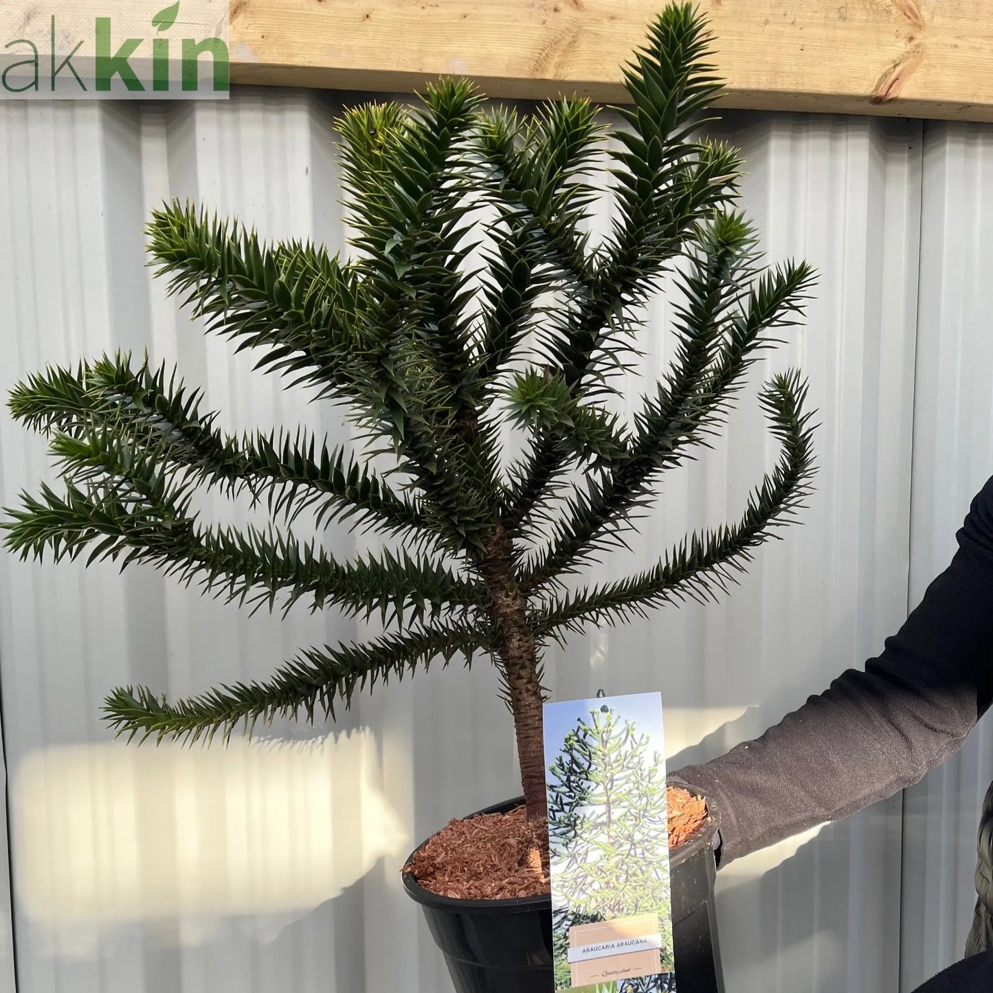Araucaria Araucana | Monkey Puzzle Tree One Click Plants