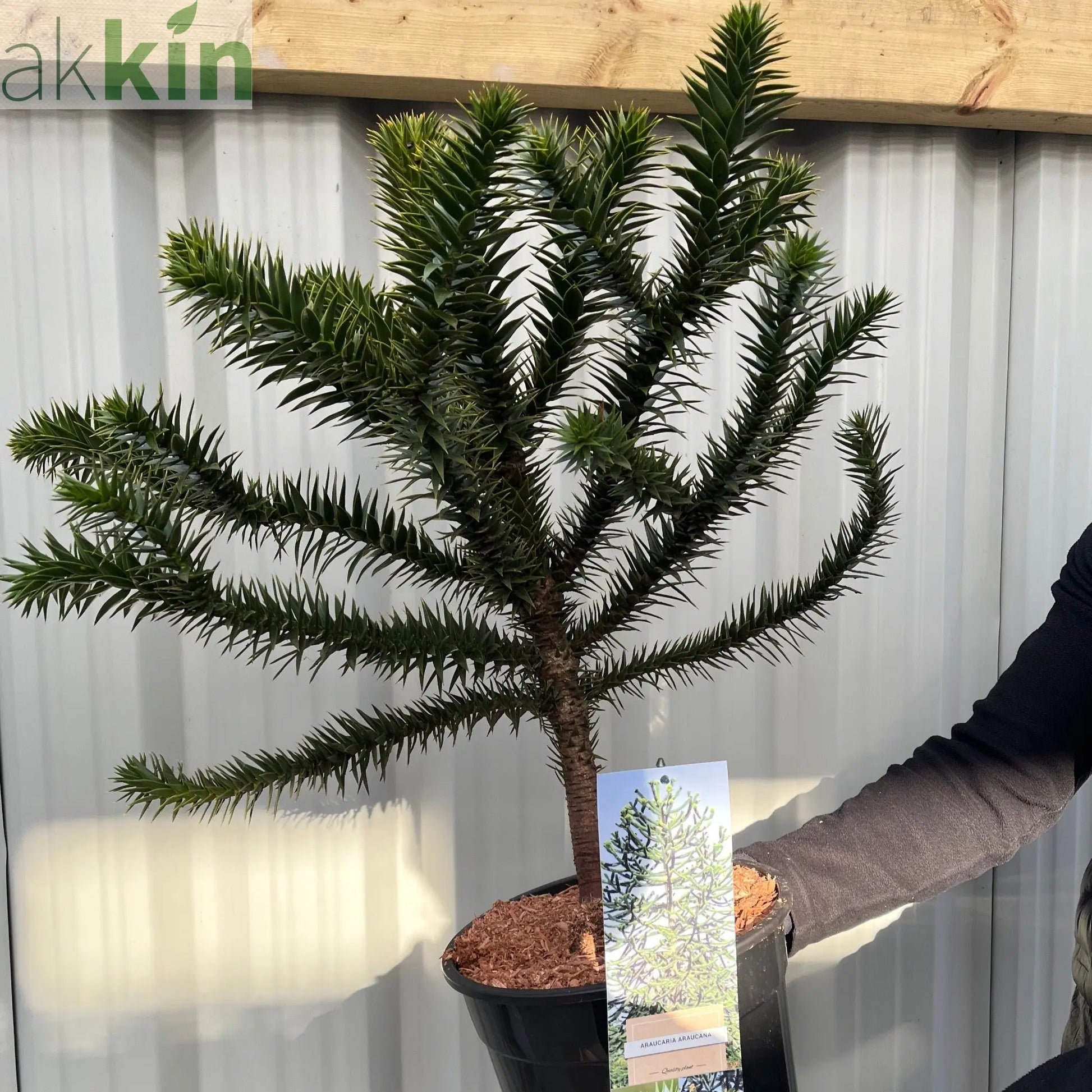 Araucaria Araucana | Monkey Puzzle Tree One Click Plants