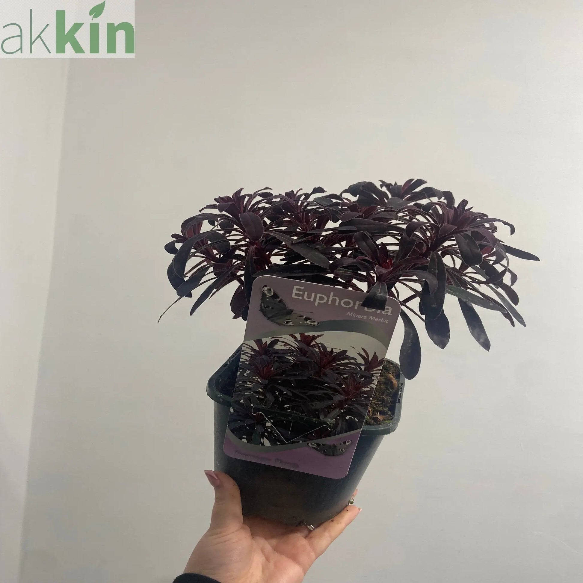 Euphorbia 'Miners Merlot' 9cm/2L One Click Plants