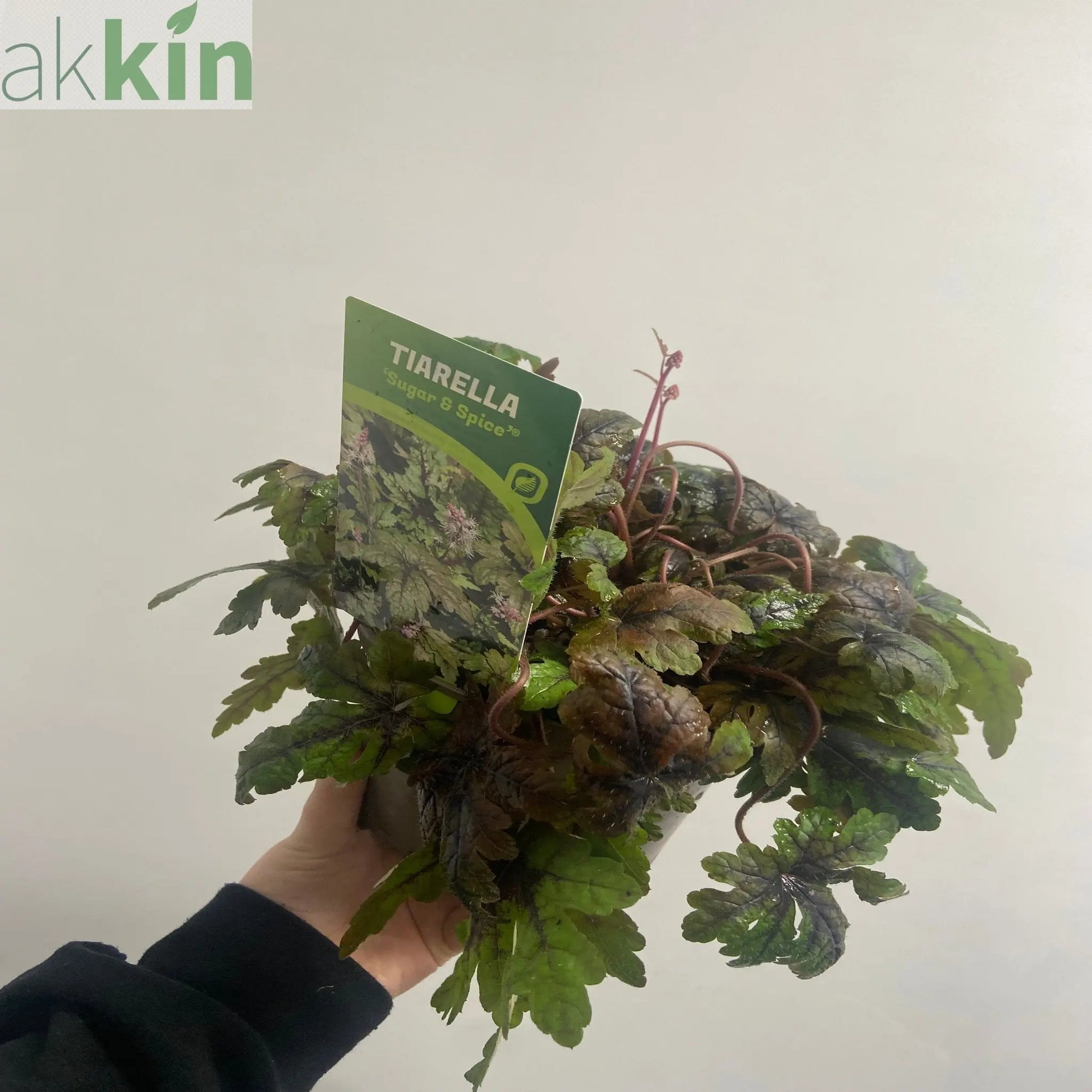 Tiarella 'Sugar and Spice' 2L One Click Plants