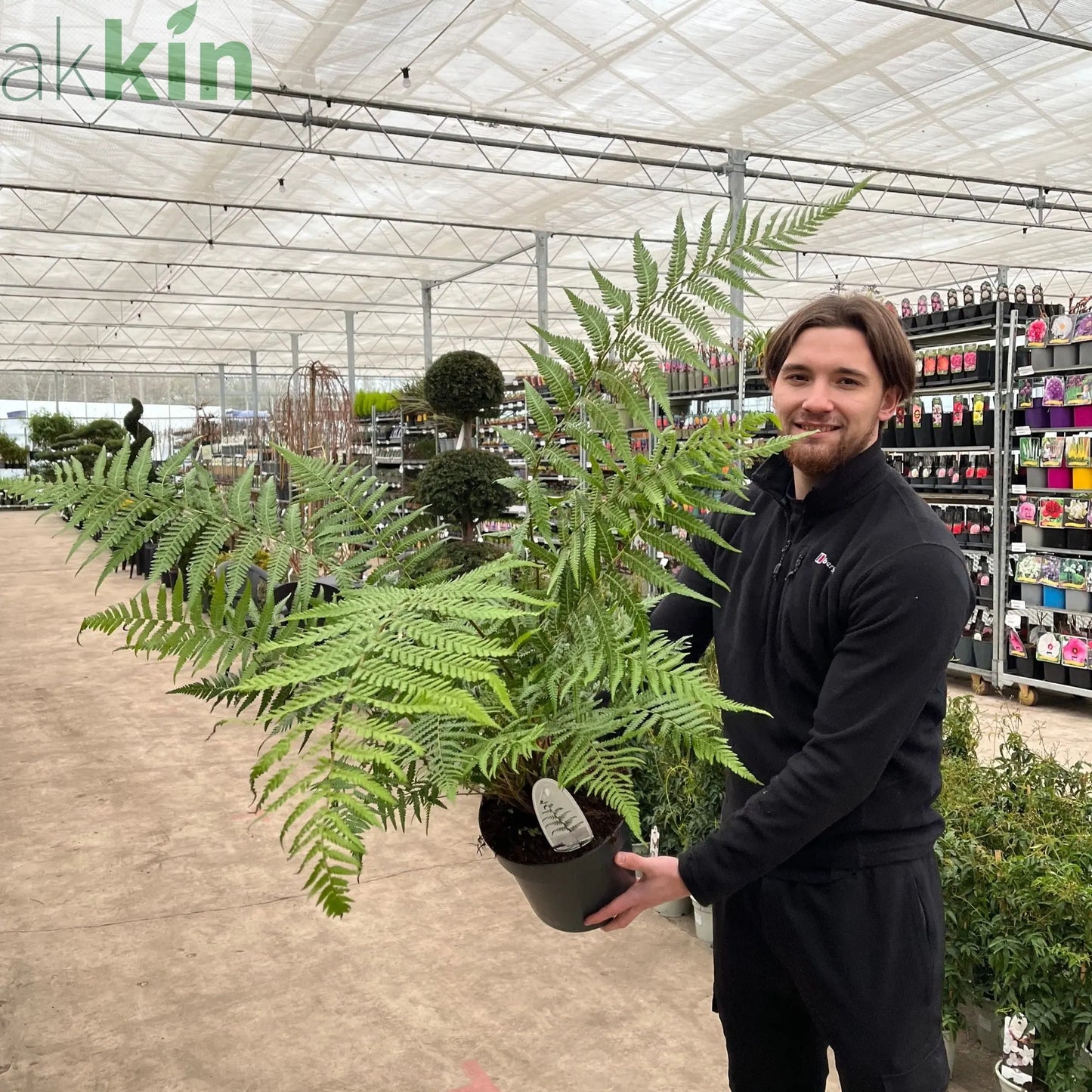 Dicksonia antarctica 'Tree Fern' 1/2/5L One Click Plants