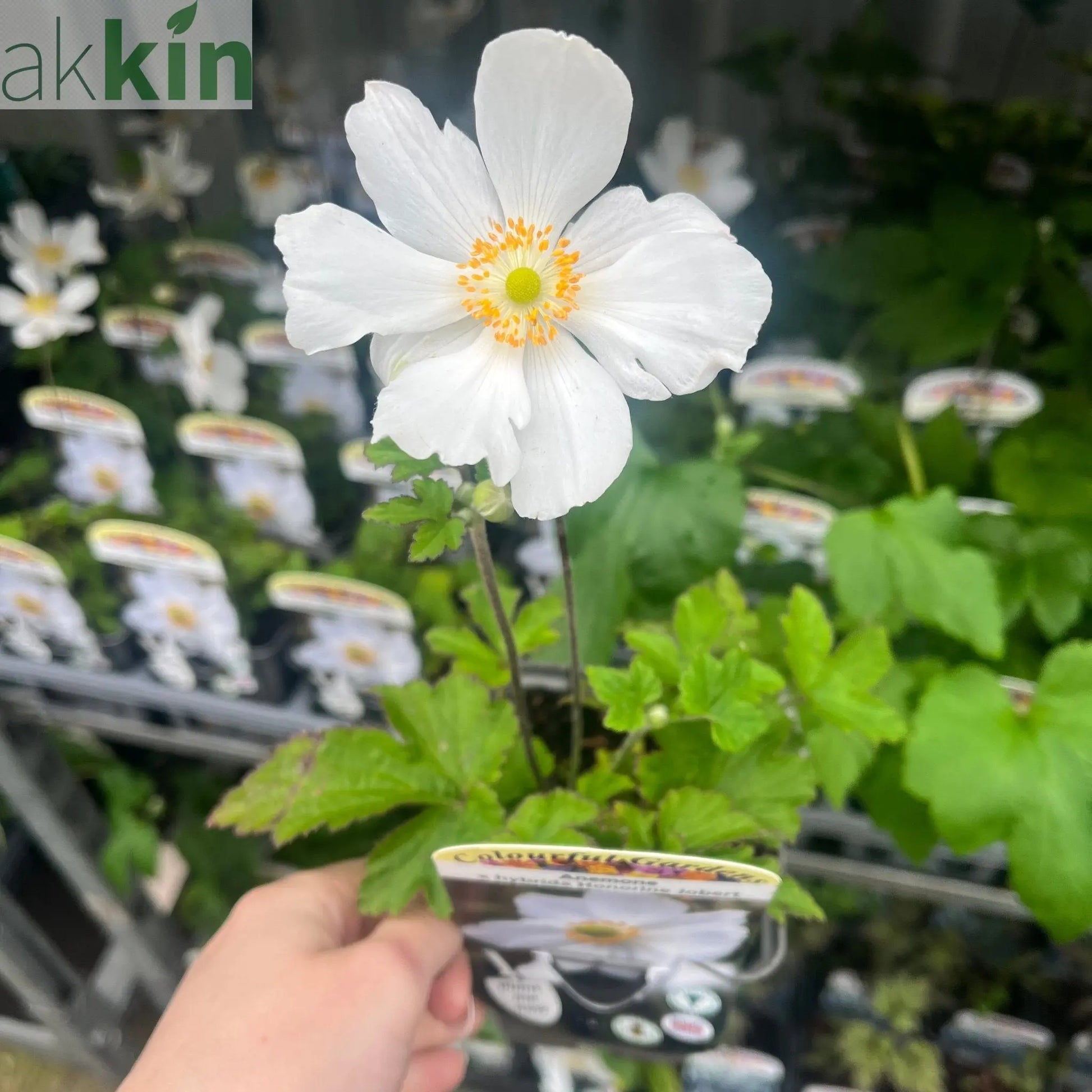 Anemone hybrida Honorine Jobert 9cm - 2L One Click Plants
