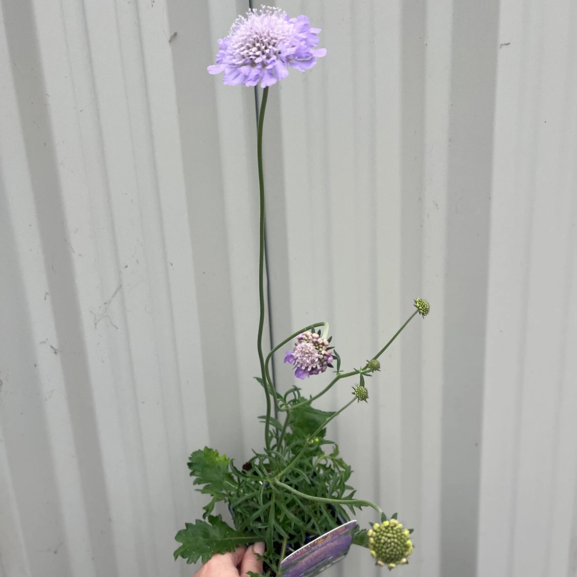 Scabious Butterfly Blue 9cm/2L One Click Plants