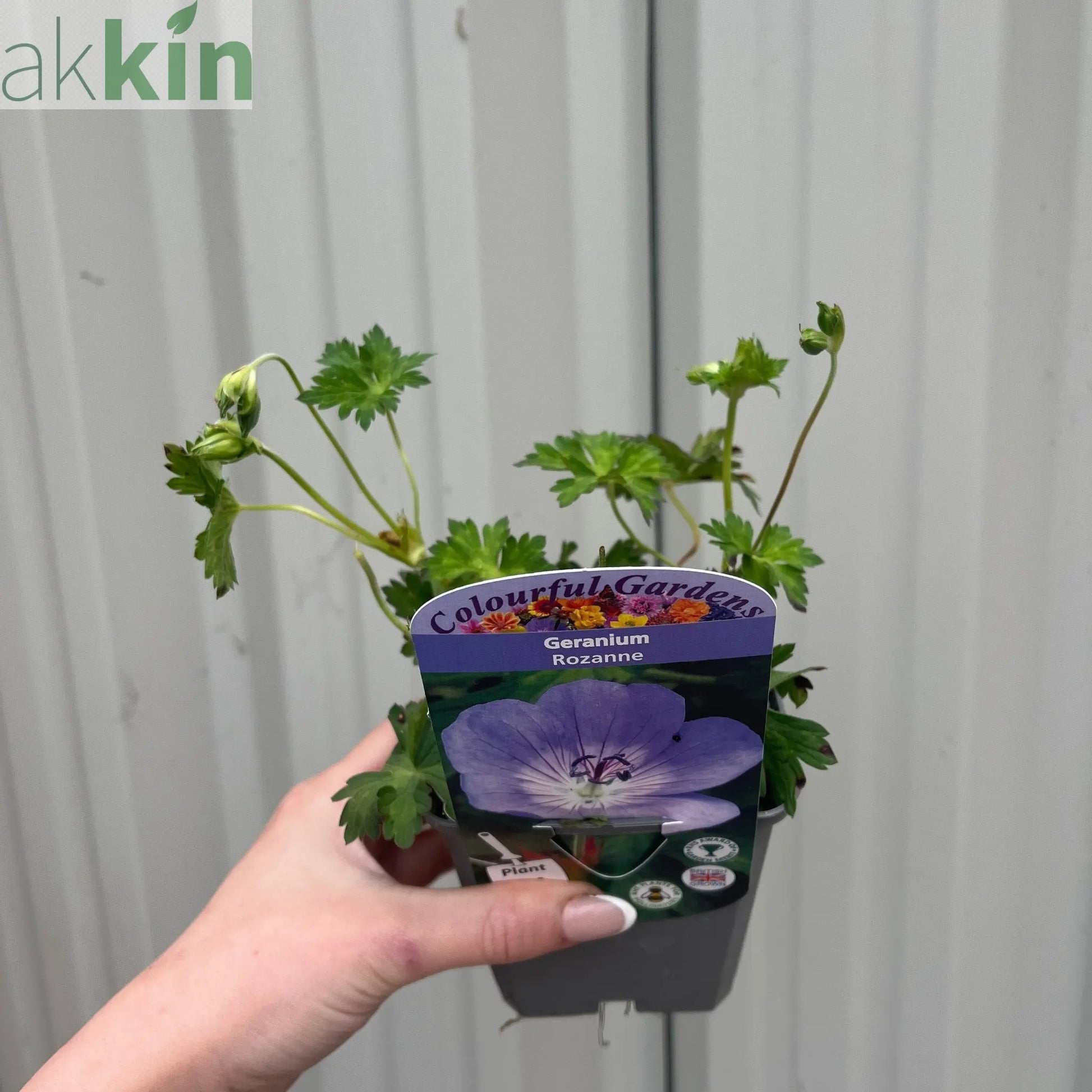 Geranium 'Rozanne' 9cm / 2L One Click Plants